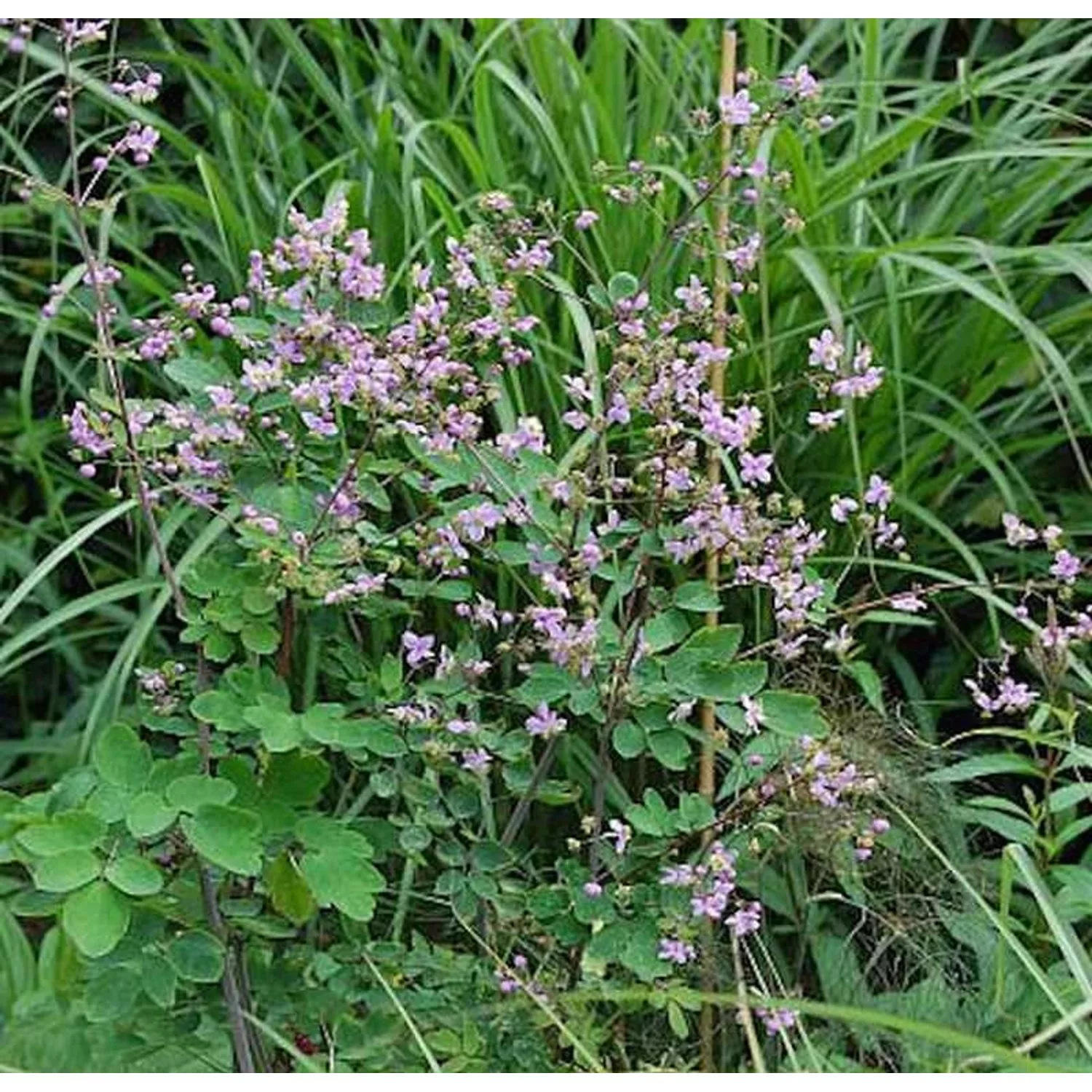 Chinesische Wiesenraute - Thalictrum delavayi günstig online kaufen