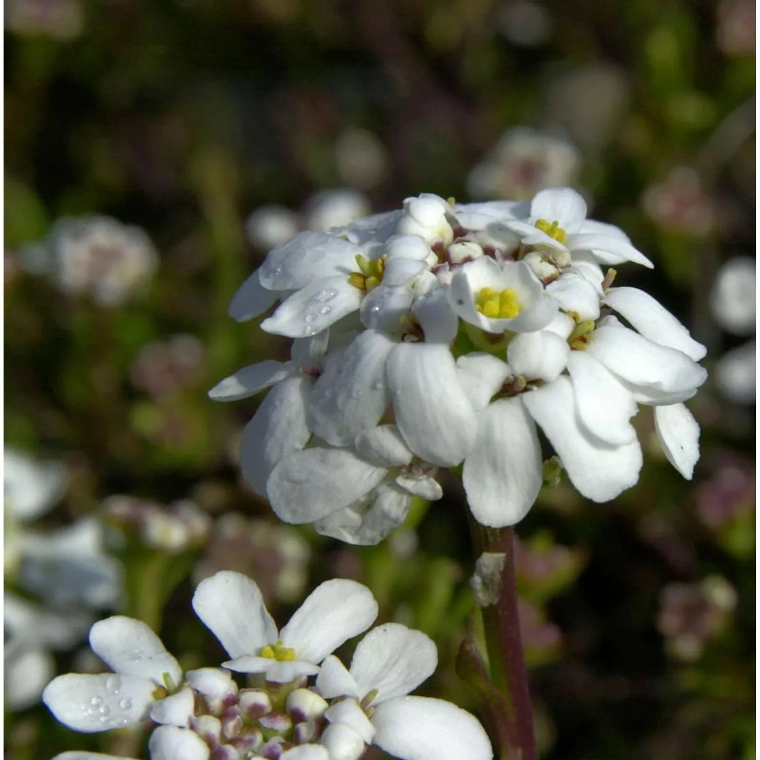 Schleifenblume veg - Iberis saxatile günstig online kaufen