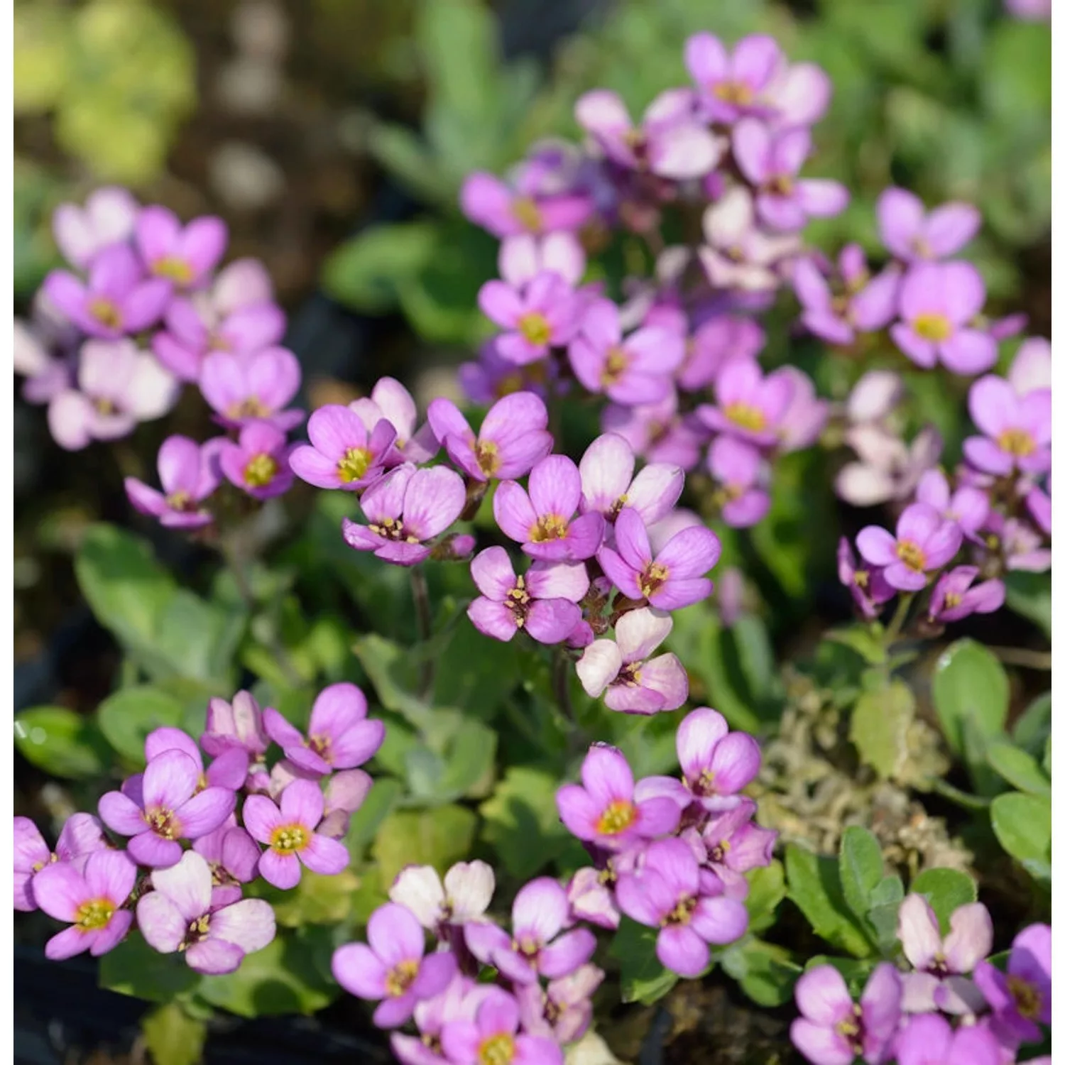 Gänsekresse Hedi - Arabis arendsii günstig online kaufen