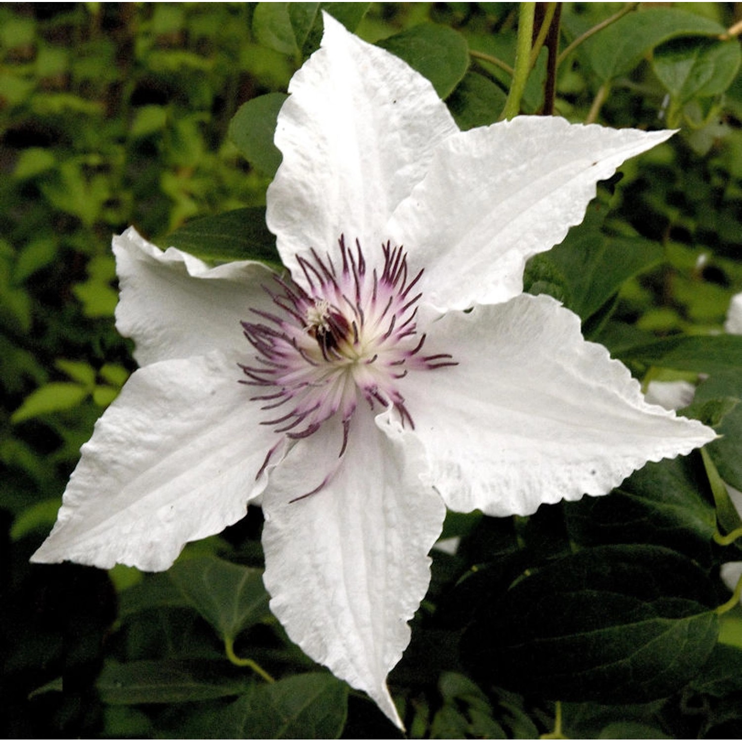 Waldrebe Gladya Picard 40-60cm - Clematis günstig online kaufen