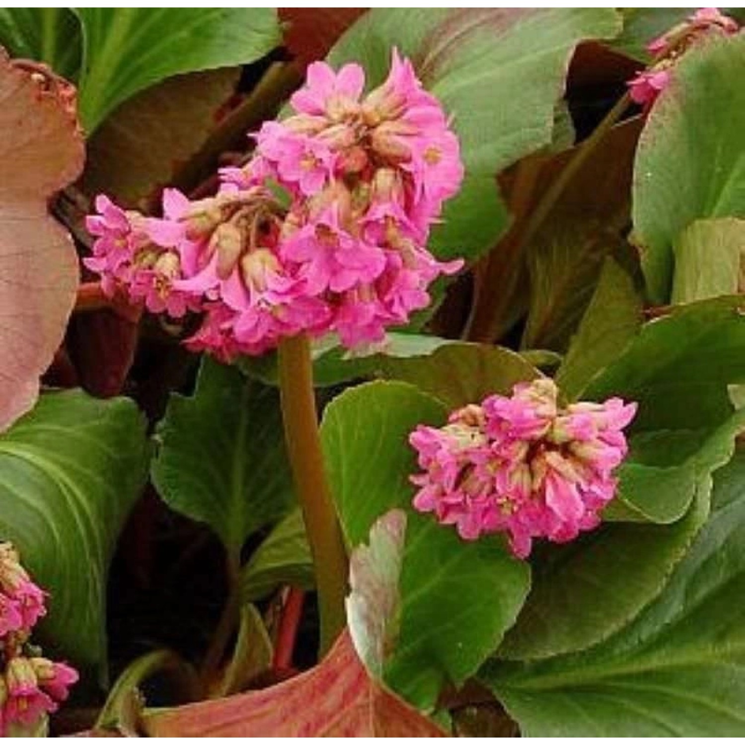 Bergenie David - Bergenia cordifolia günstig online kaufen