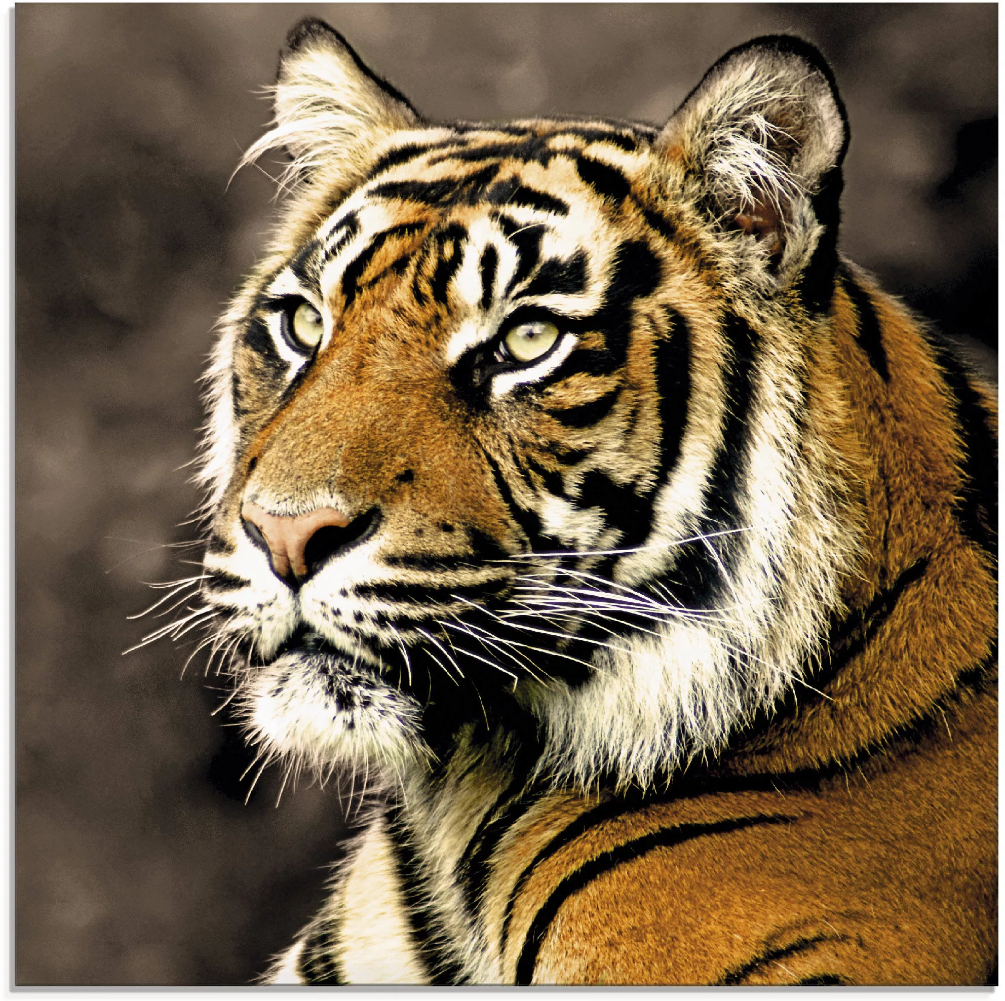 Artland Glasbild »Tiger_sepia«, Wildtiere, (1 St.) günstig online kaufen
