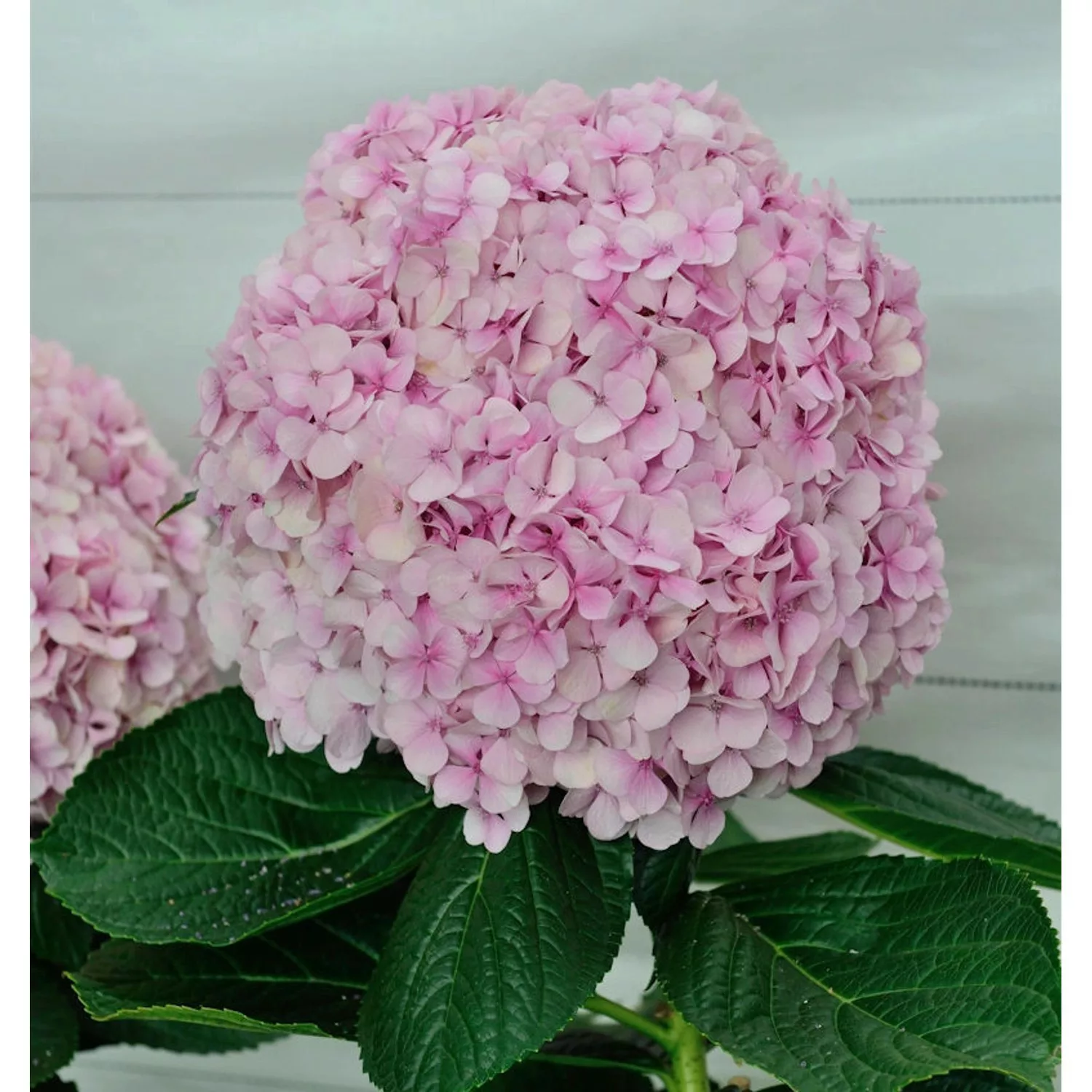 Ballhortensie Dolly Buster 30-40cm - Hydrangea macrophylla günstig online kaufen