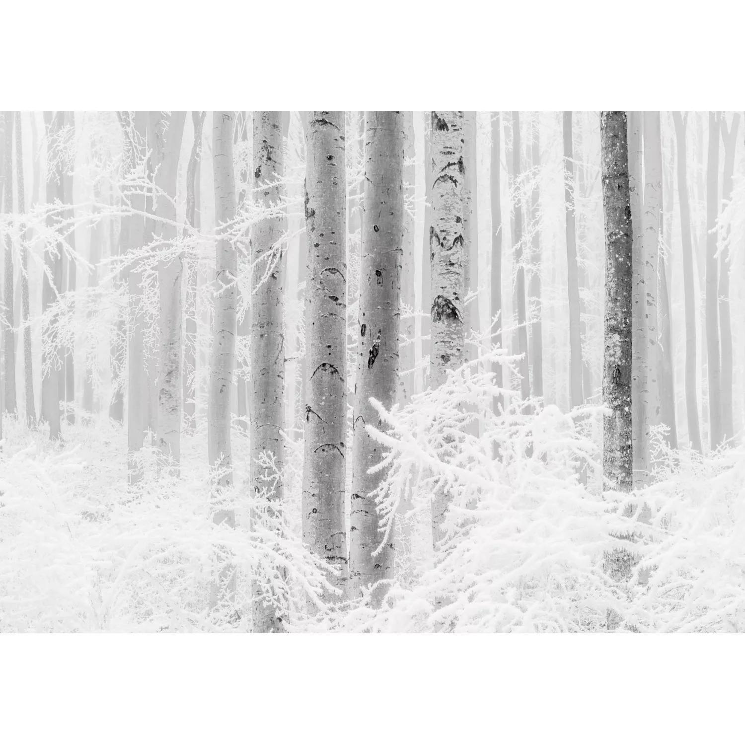 KOMAR Vlies Fototapete - Winter Wood - Größe 400 x 280 cm mehrfarbig günstig online kaufen