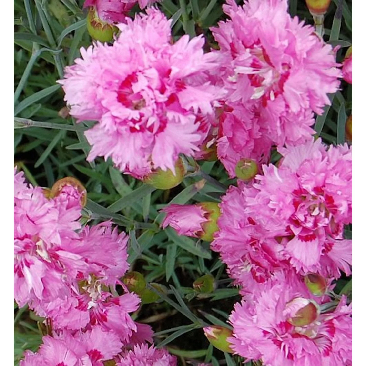 Federnelke Maggie - Dianthus plumarius günstig online kaufen