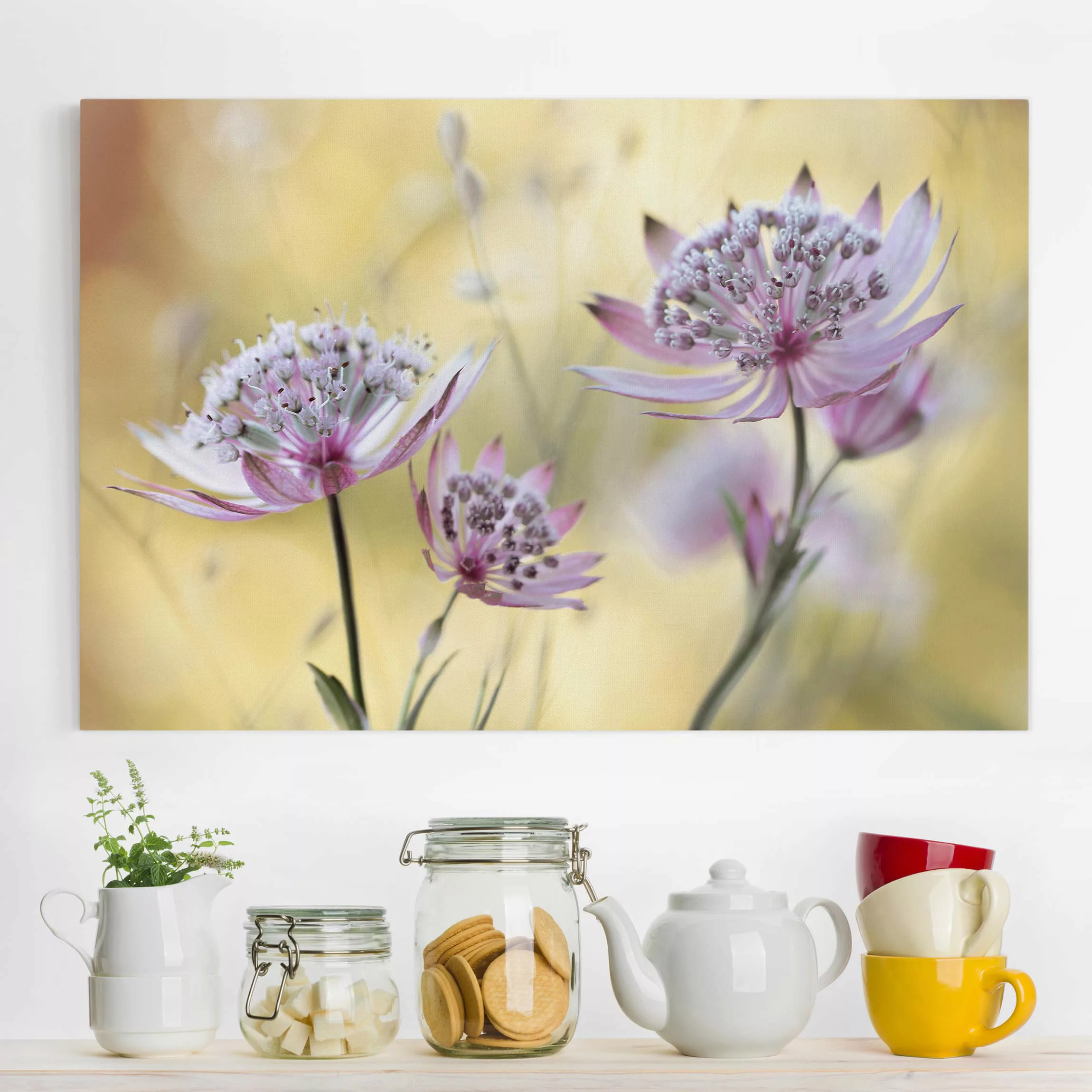 Leinwandbild Blumen - Querformat Astrantia Major günstig online kaufen