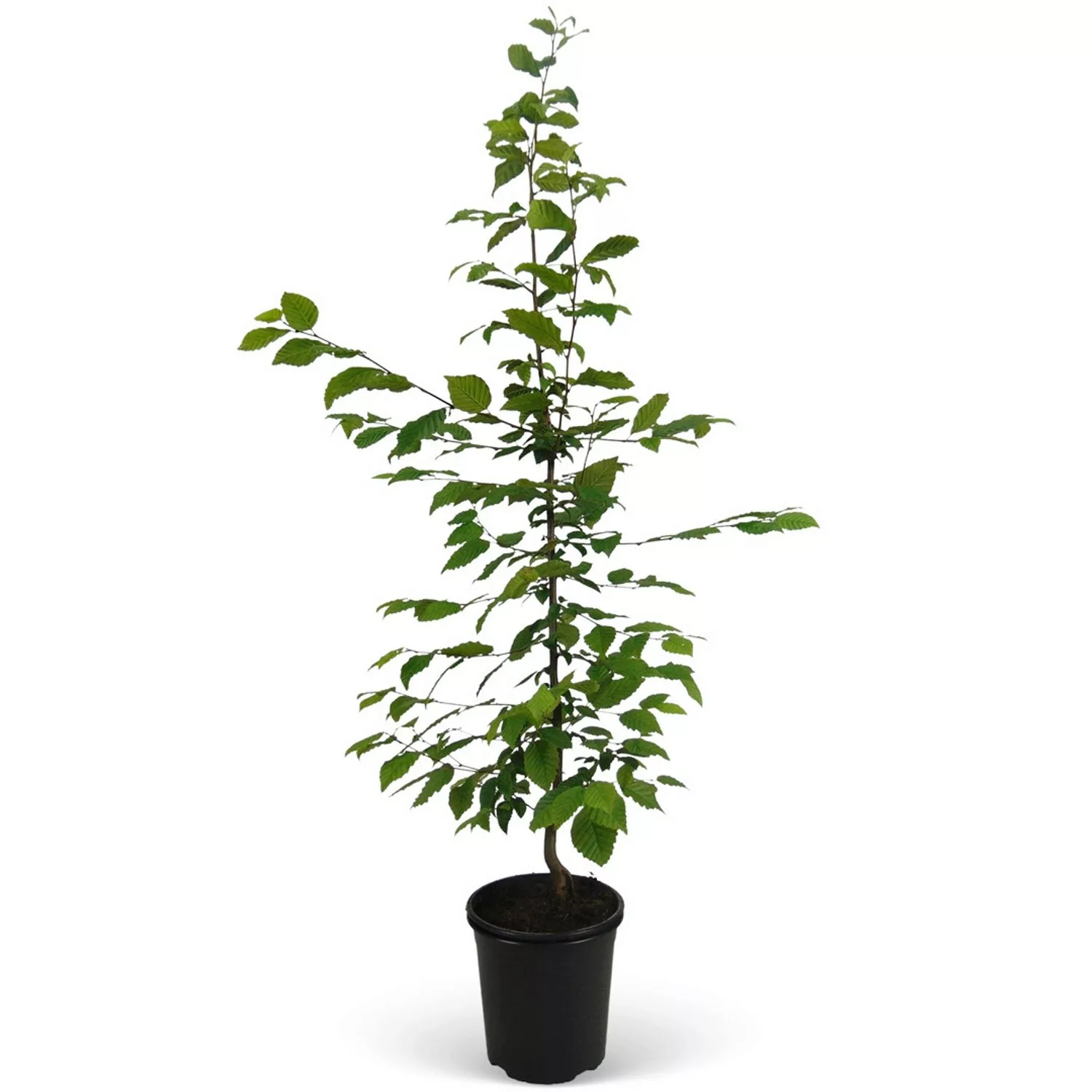 Hainbuche Set à 100 Stück Höhe ca. 80 - 100 cm Topf ca. 3 l Carpinus betulu günstig online kaufen