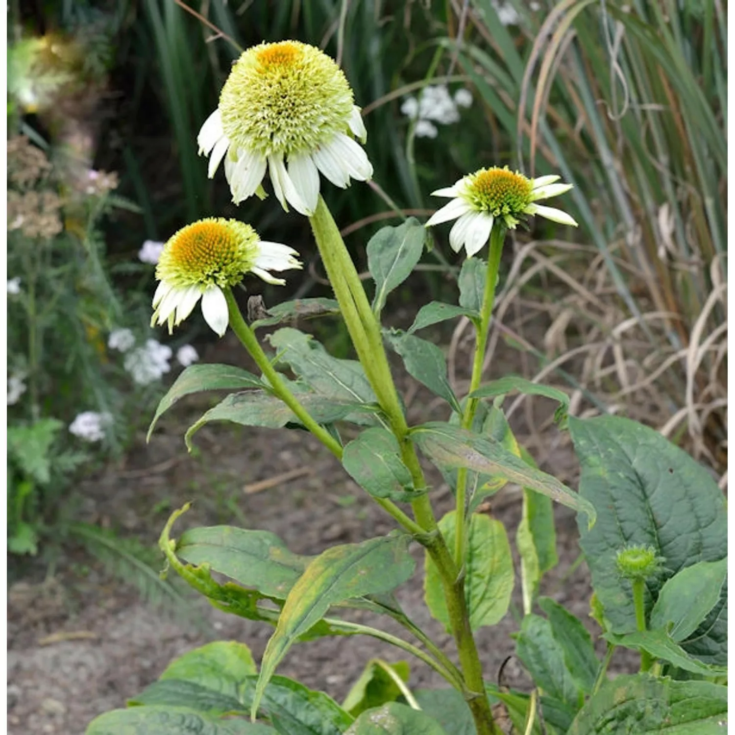 Sonnenhut Milkshake - Echinacea purpurea günstig online kaufen