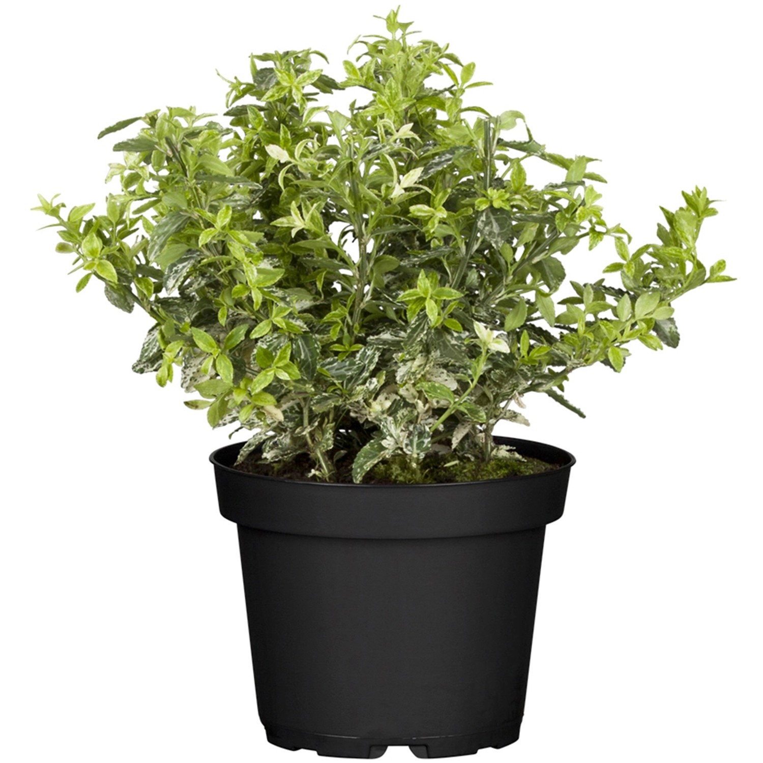 GROW by OBI  Kriechspindel Harlequin Höhe ca. 5 - 10 cm Topf ca. 2 l Euonym günstig online kaufen