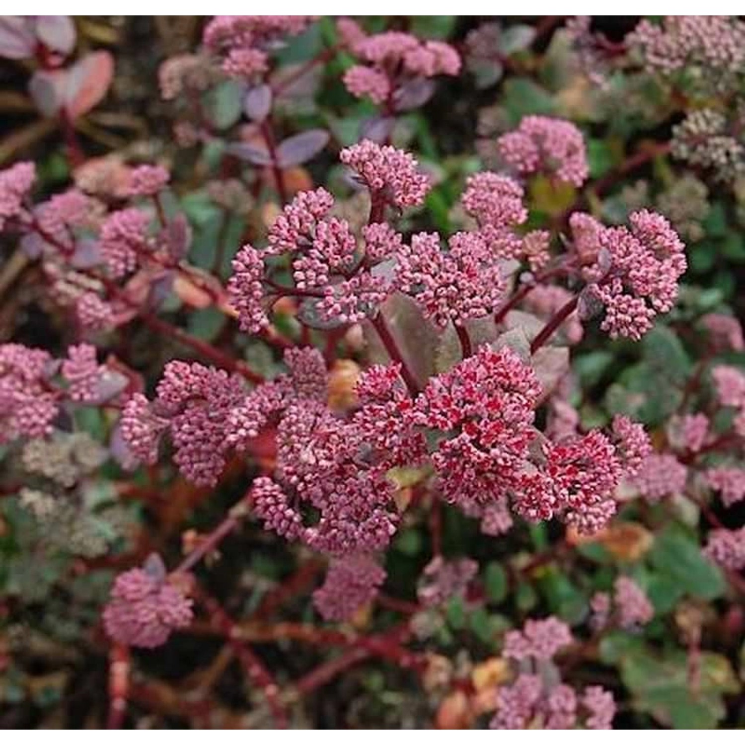 Große Fetthenne Red Cauli - Sedum telephium günstig online kaufen