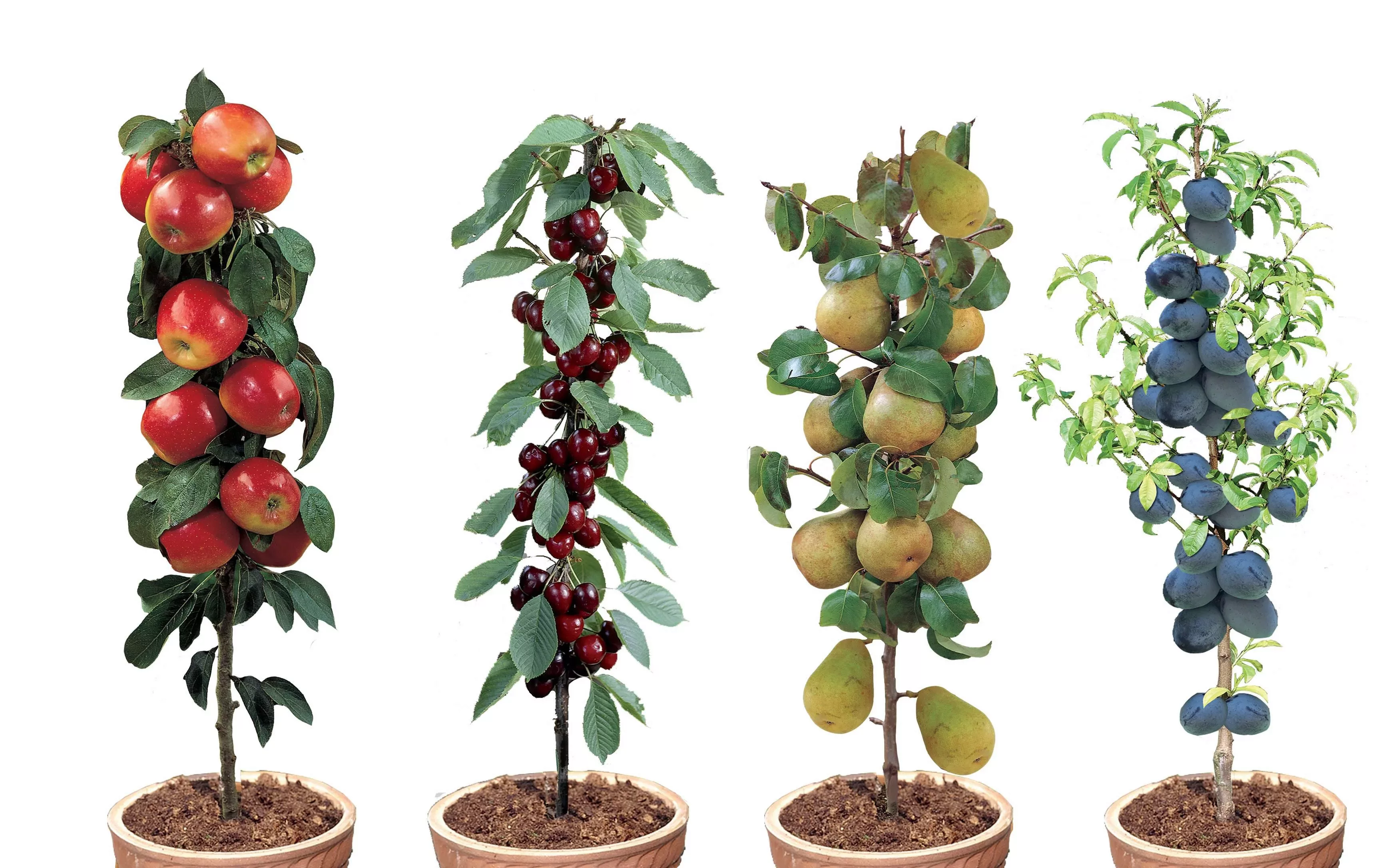 Perfect Plant | Mischung aus 4-Säulen-Obstbäumen günstig online kaufen