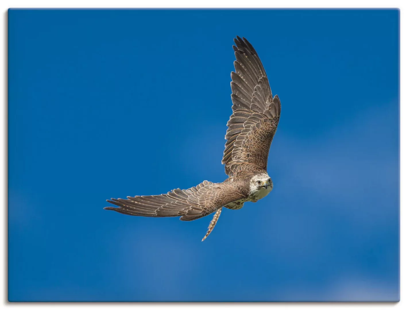 Artland Wandbild "Der Falke", Vögel, (1 St.), als Leinwandbild, Poster in v günstig online kaufen