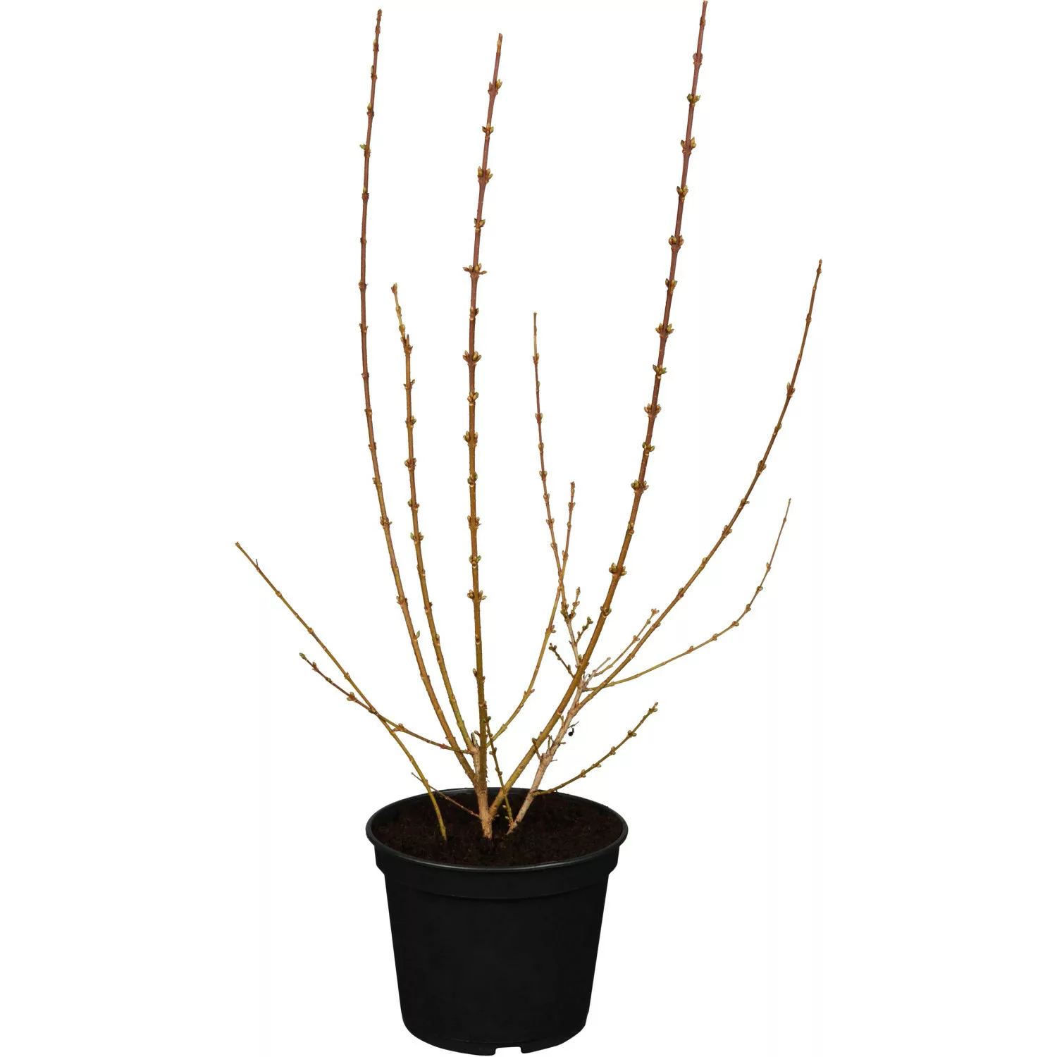 Forsythie Mikador Gelb Höhe ca. 50 - 60 cm Topf ca. 5 l Forsythia günstig online kaufen