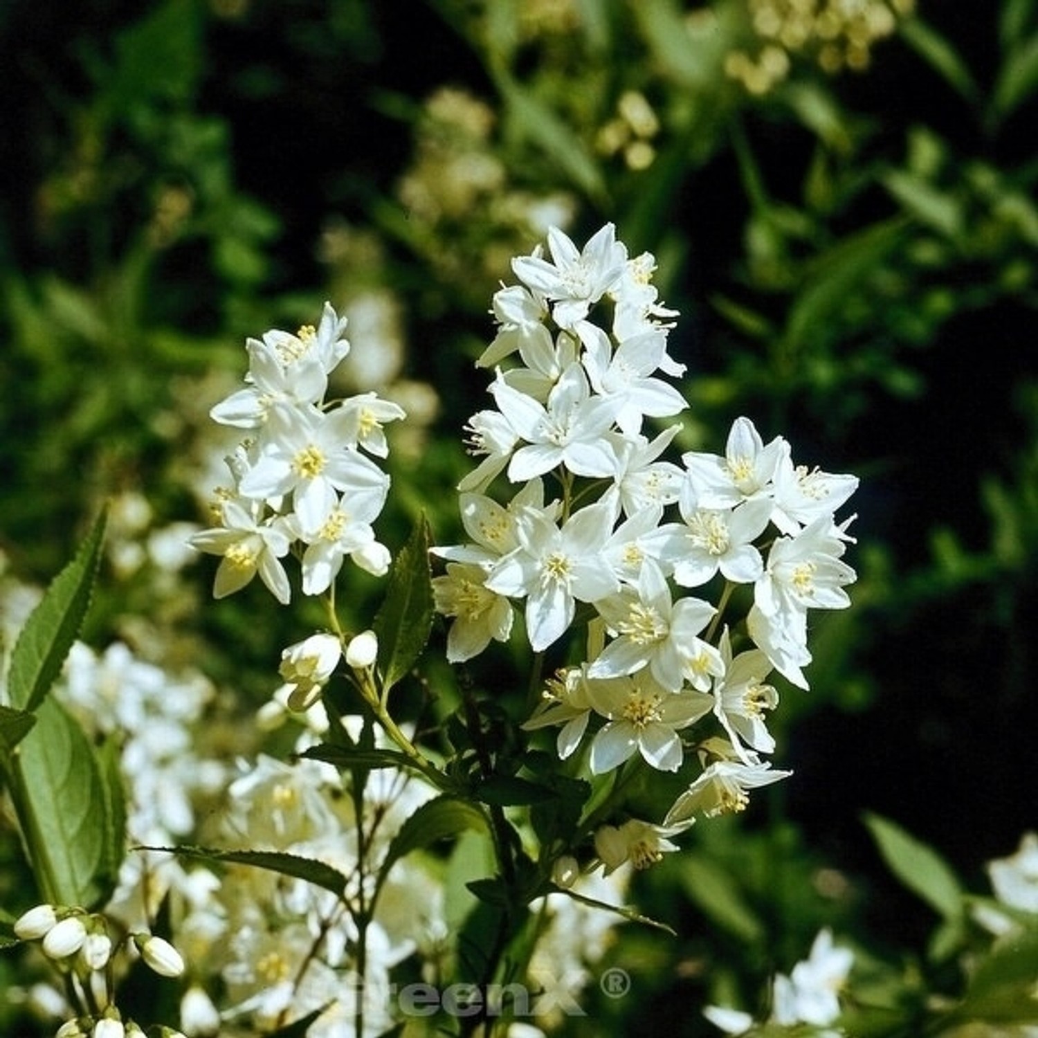 Kleine Deutzie Maiblumenstrauch Yuki Snowflake 30-40cm - Deutzia scabra günstig online kaufen