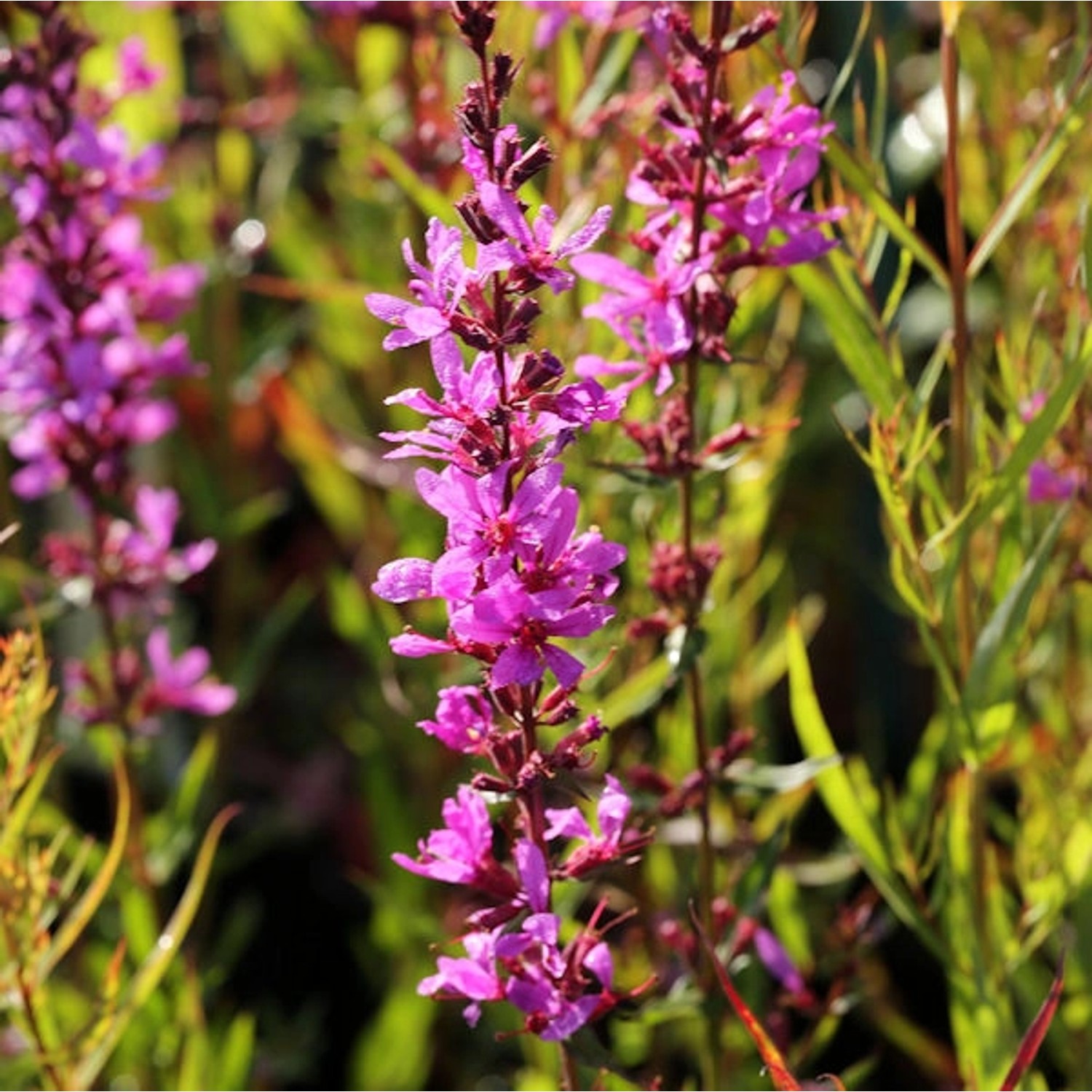 Rutenweiderich Dropmore Purple - Lythrum virgatum günstig online kaufen