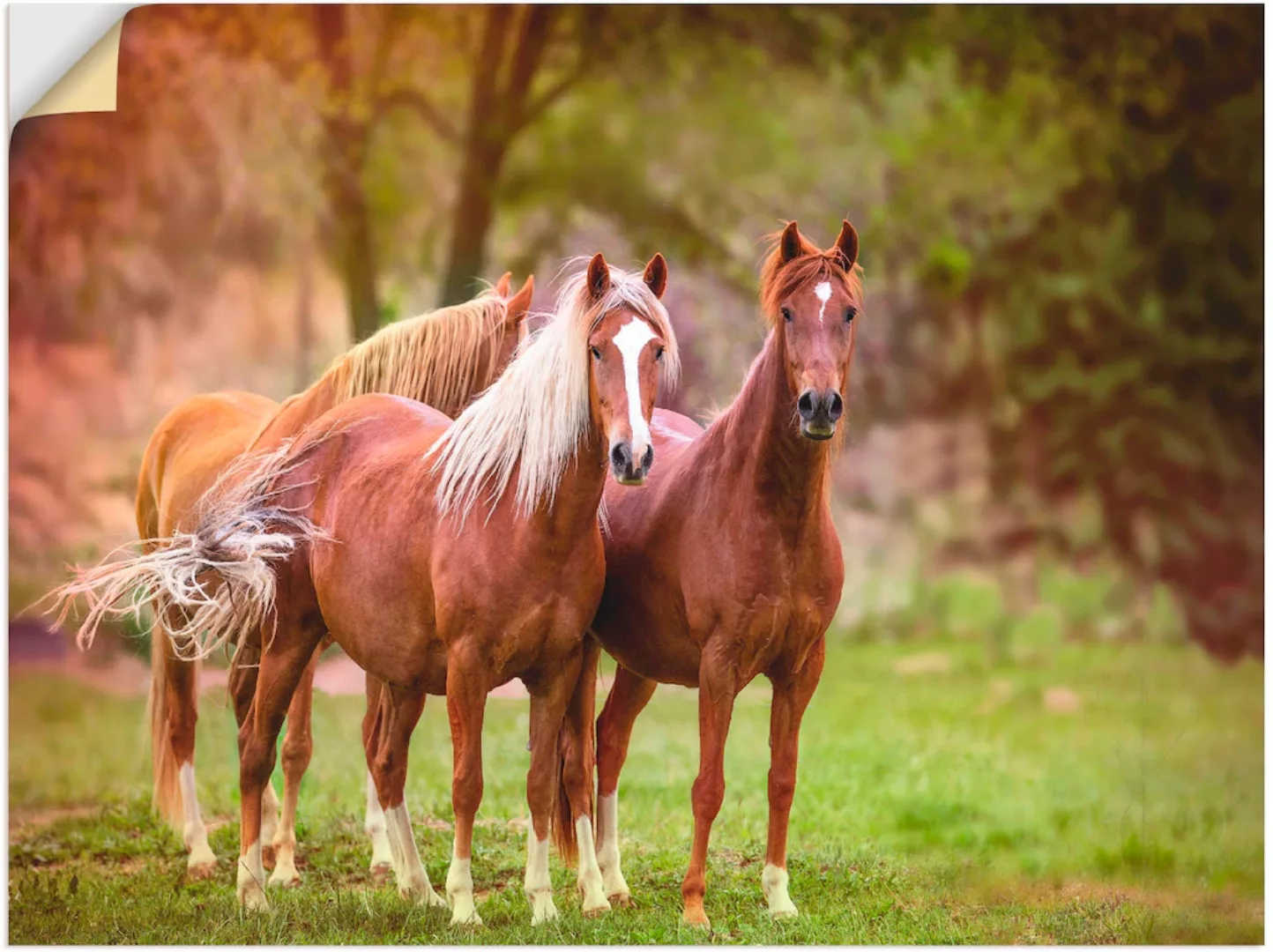 Artland Wandbild "Pferde in den Feldern I", Haustiere, (1 St.) günstig online kaufen