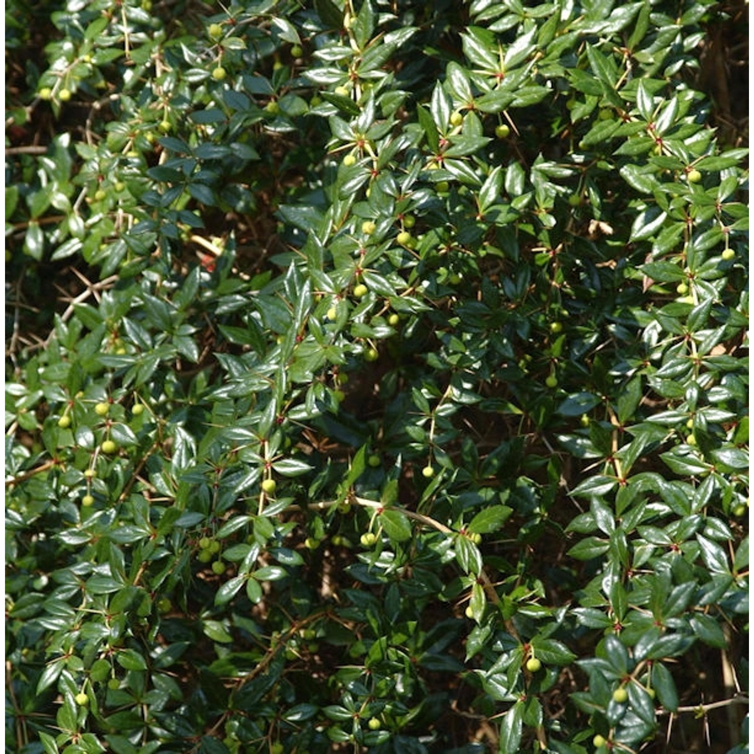 Berberitze Verrucandi 40-60cm - Berberis frikartii günstig online kaufen