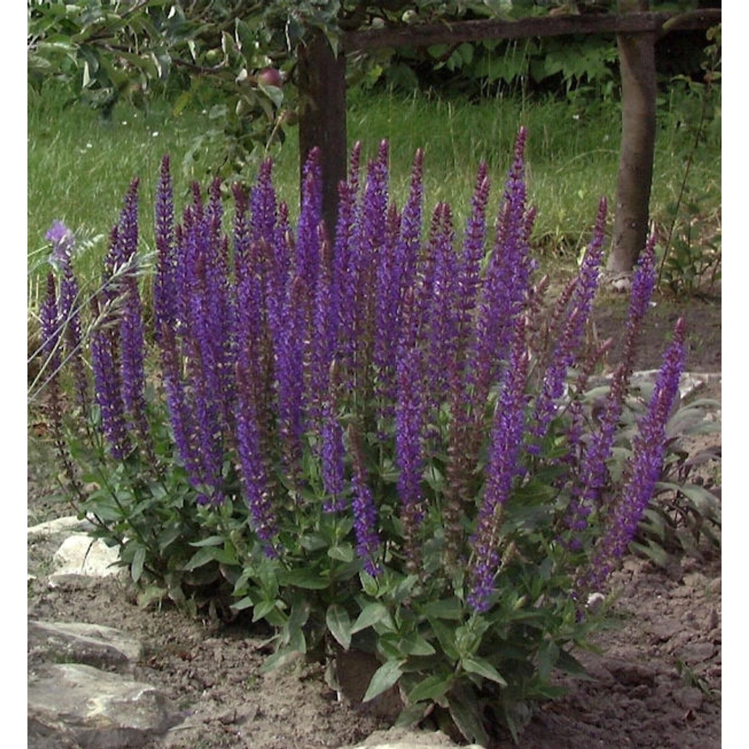 Salbei Ostfriesland - großer Topf - Salvia nemorosa günstig online kaufen