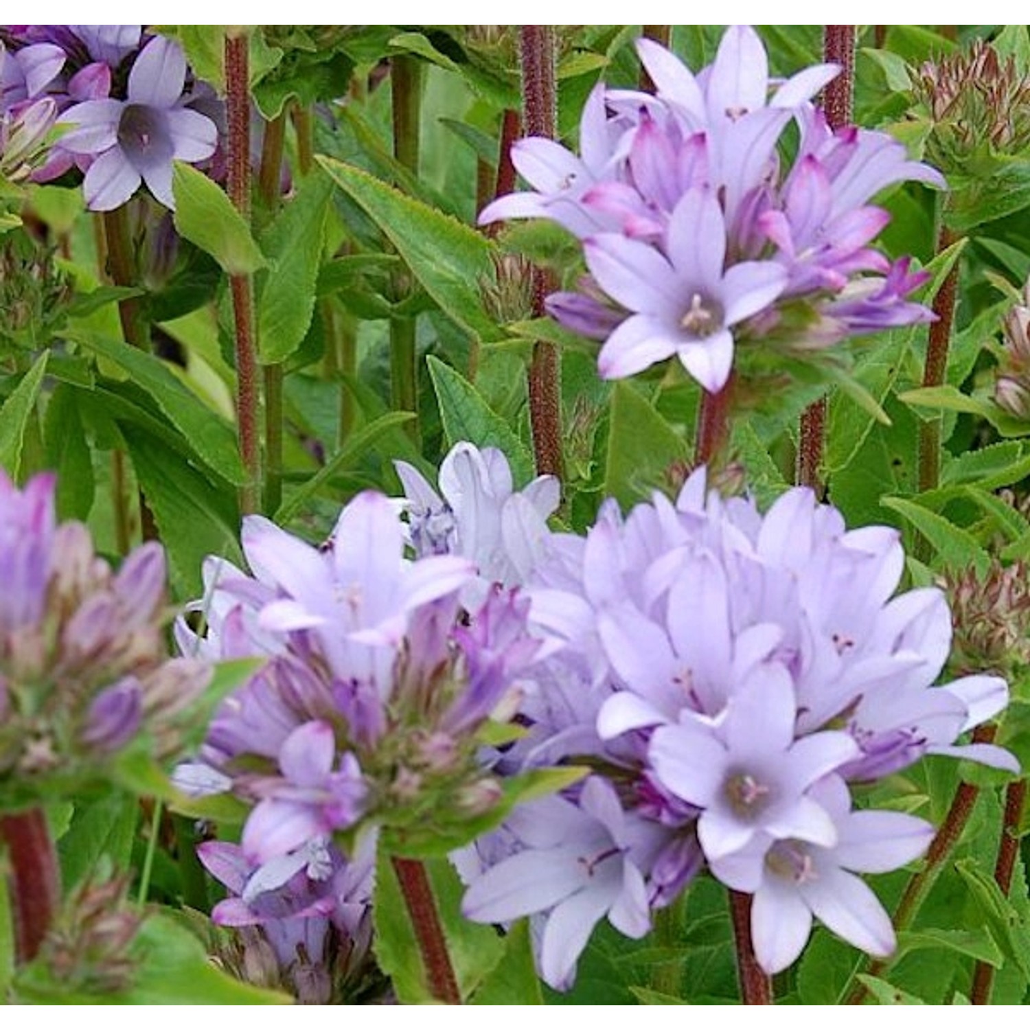 Knäulglockenblume Caroline - Campanula glomerata günstig online kaufen