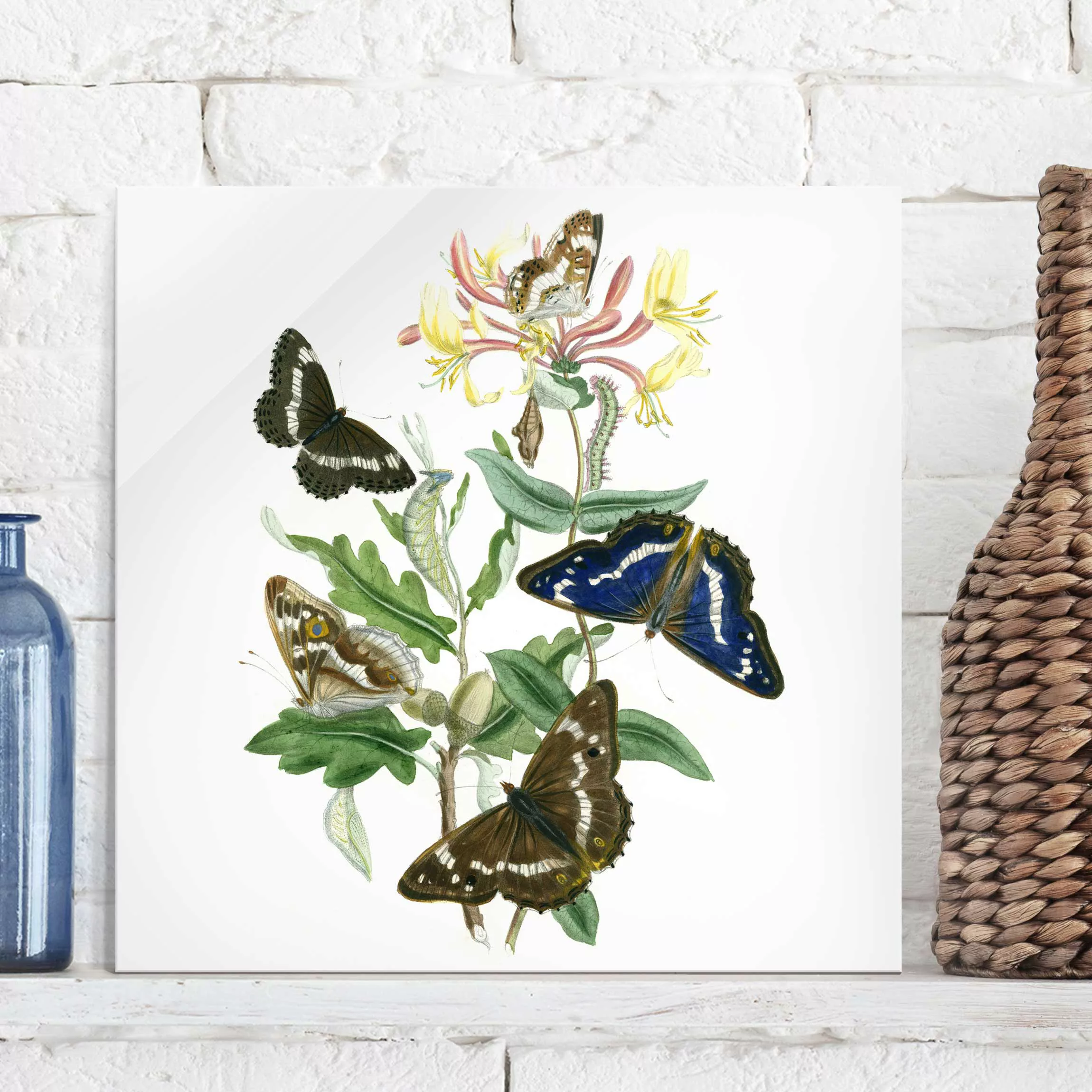 Glasbild Blumen - Quadrat Britische Schmetterlinge IV günstig online kaufen