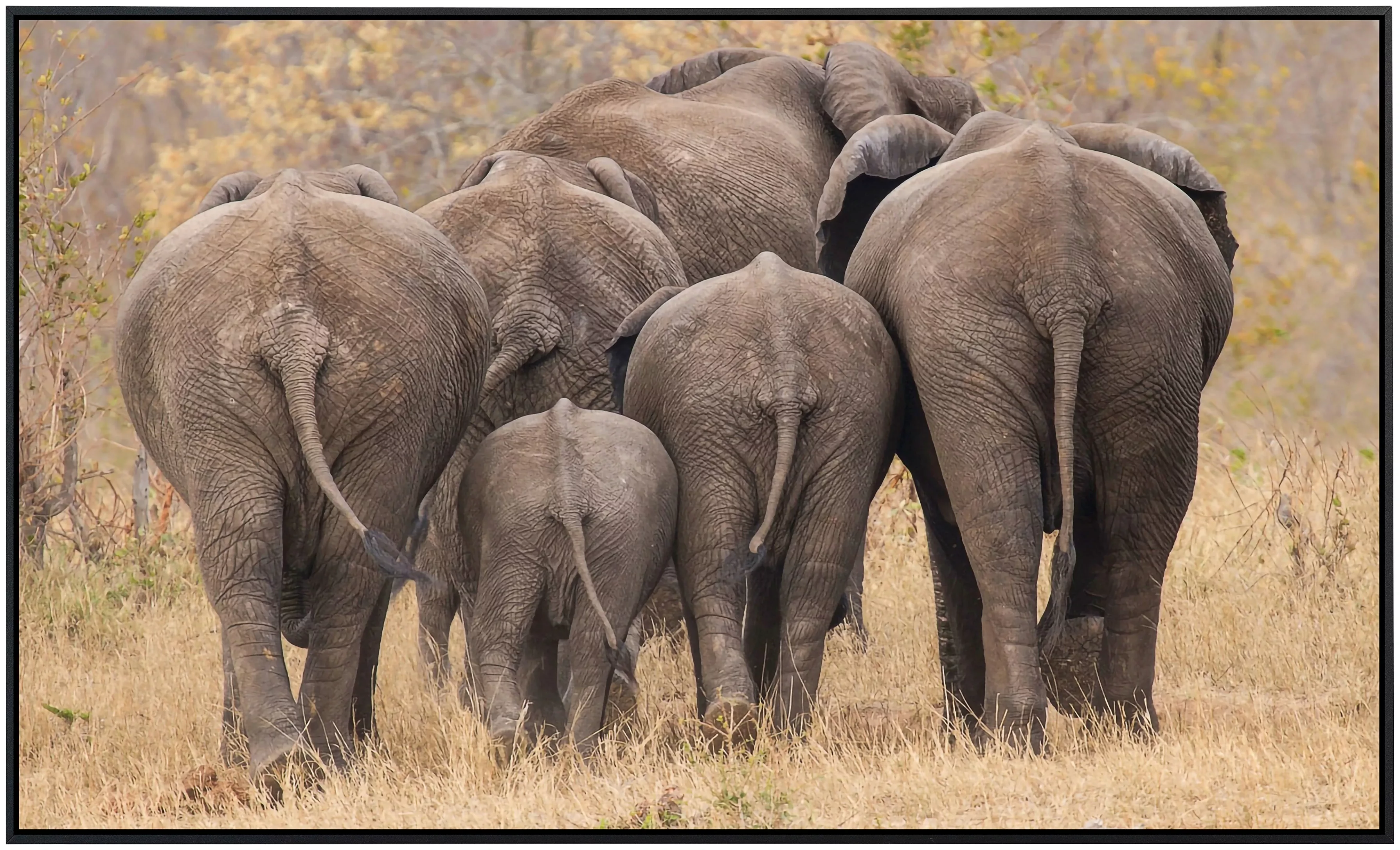 Papermoon Infrarotheizung »Elefanten gehen weg«, sehr angenehme Strahlungsw günstig online kaufen