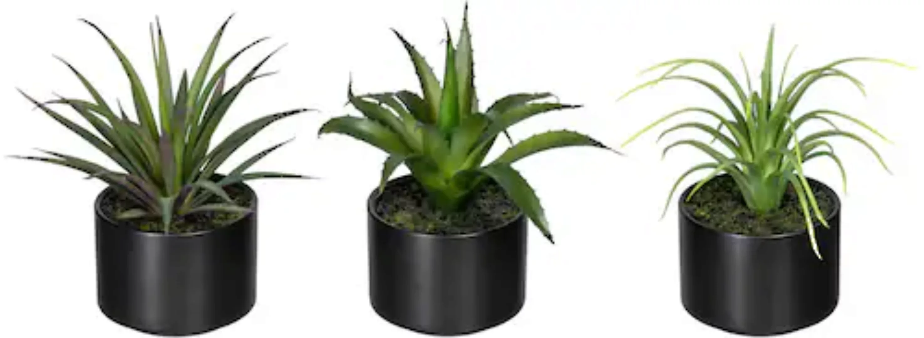 Creativ green Künstliche Zimmerpflanze "Set aus Aloe, Agave und Tillandsie" günstig online kaufen