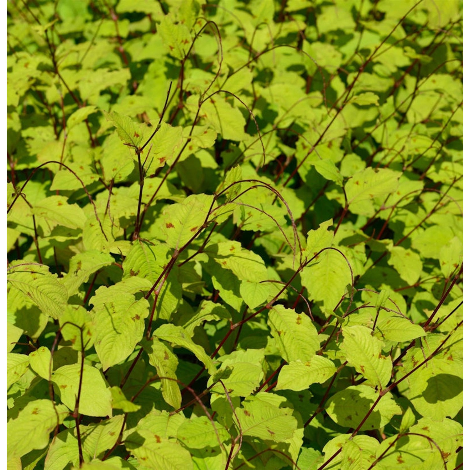 Perlenschnur Knöterich - Persicaria filiformis günstig online kaufen