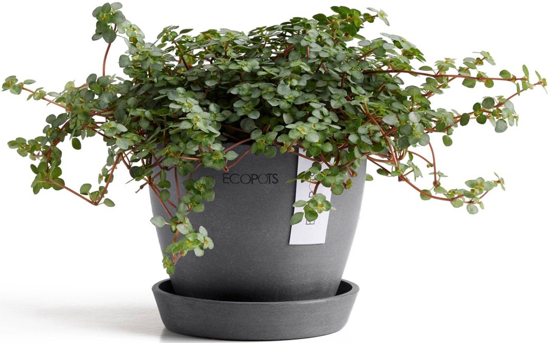 ECOPOTS Blumentopf Antwerp Mini 11 Grau, günstig online kaufen