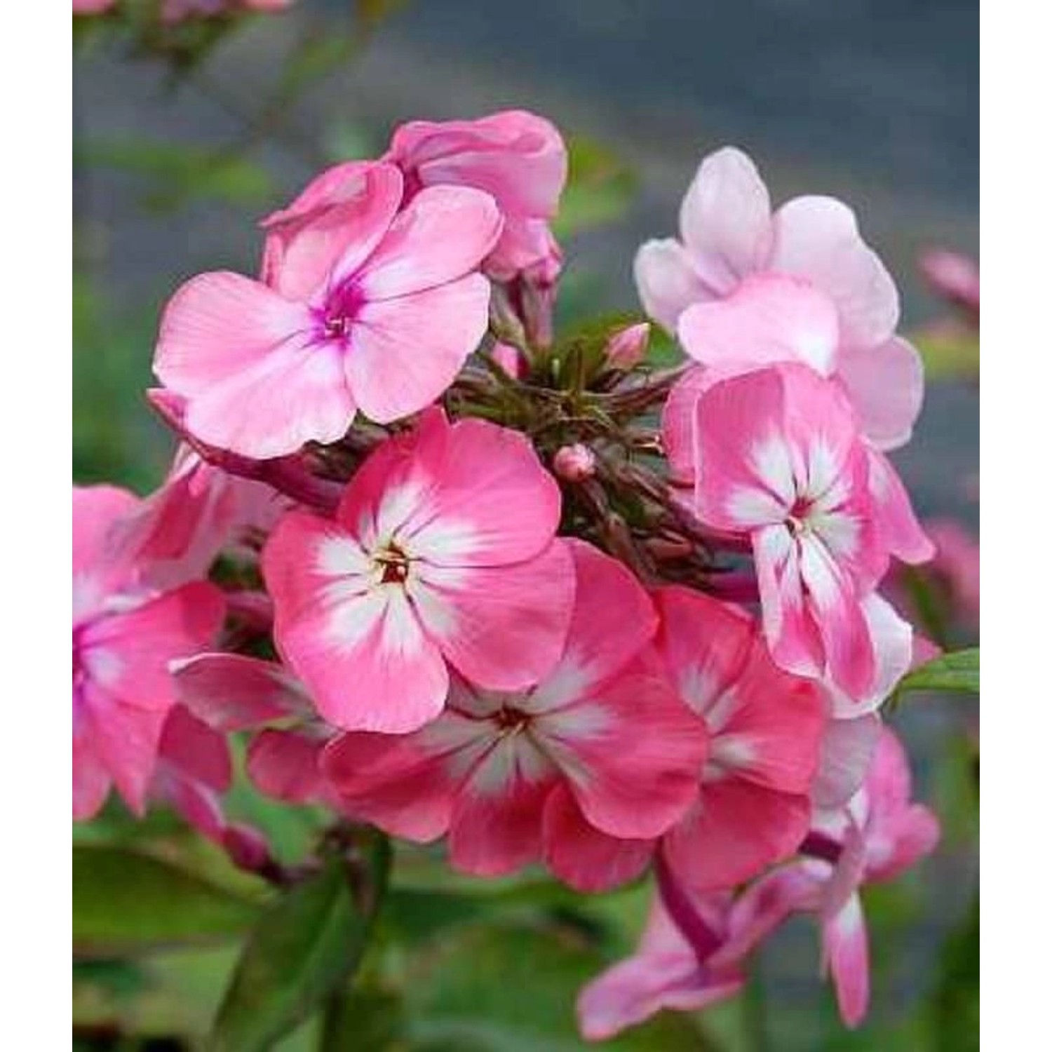 Hohe Flammenblume Bright Eyes - Phlox Paniculata günstig online kaufen