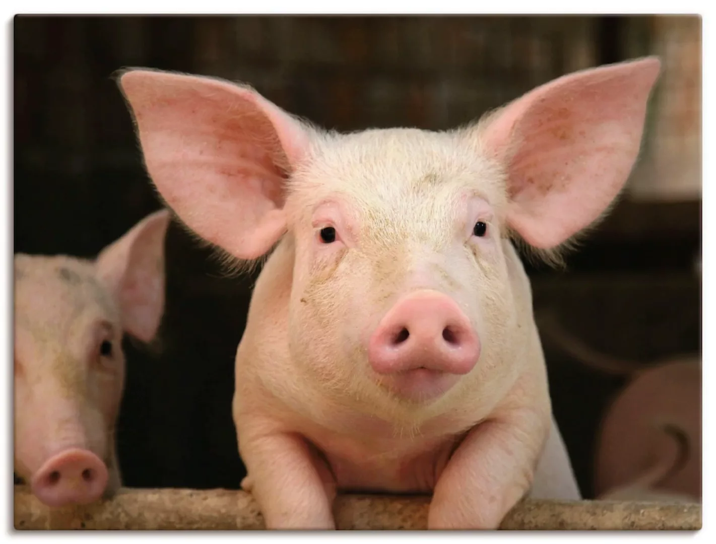 Artland Wandbild »Vorwitziges Schwein«, Haustiere, (1 St.), als Leinwandbil günstig online kaufen