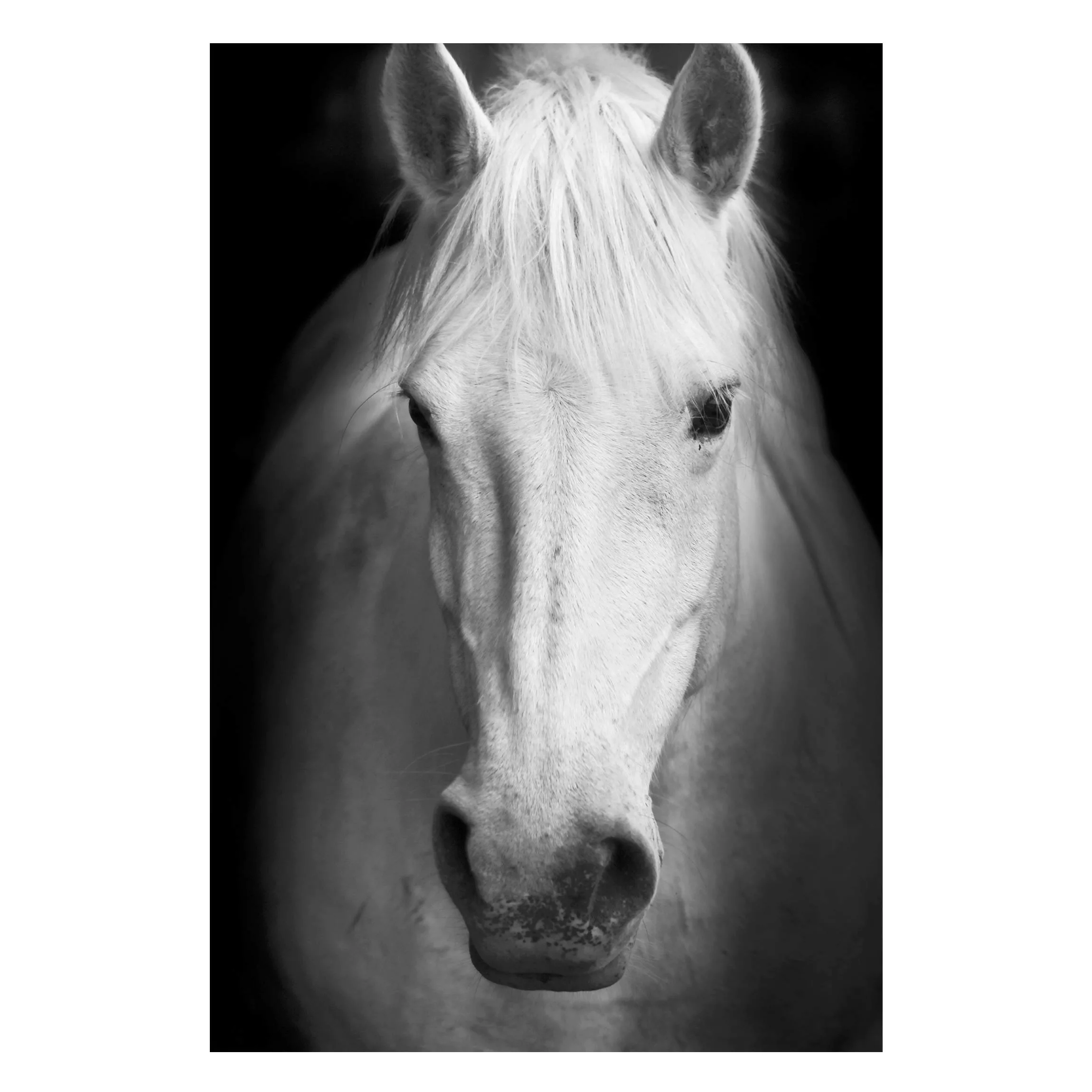 Magnettafel Tiere - Hochformat 2:3 Dream of a Horse günstig online kaufen