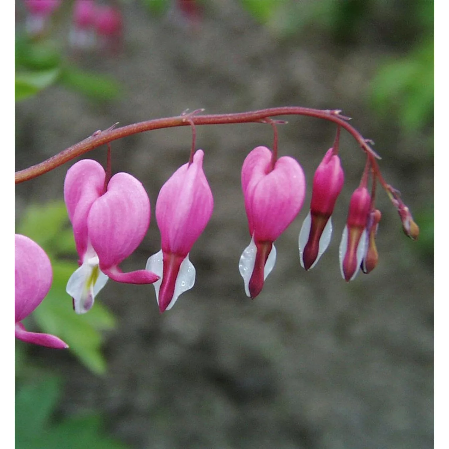 Tränendes Herz - Dicentra spectabilis günstig online kaufen