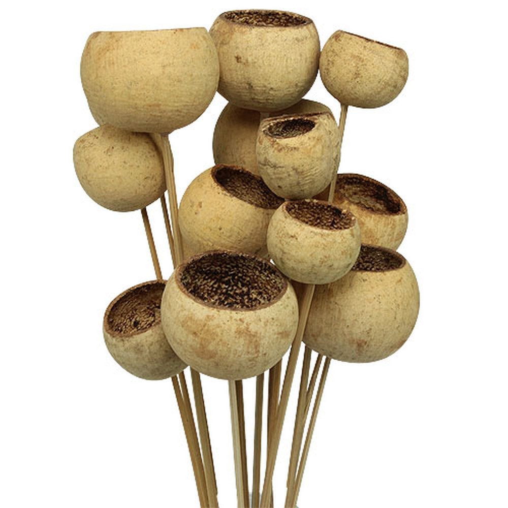 Trockenblume Bell Cup Natur Deko am günstig online kaufen