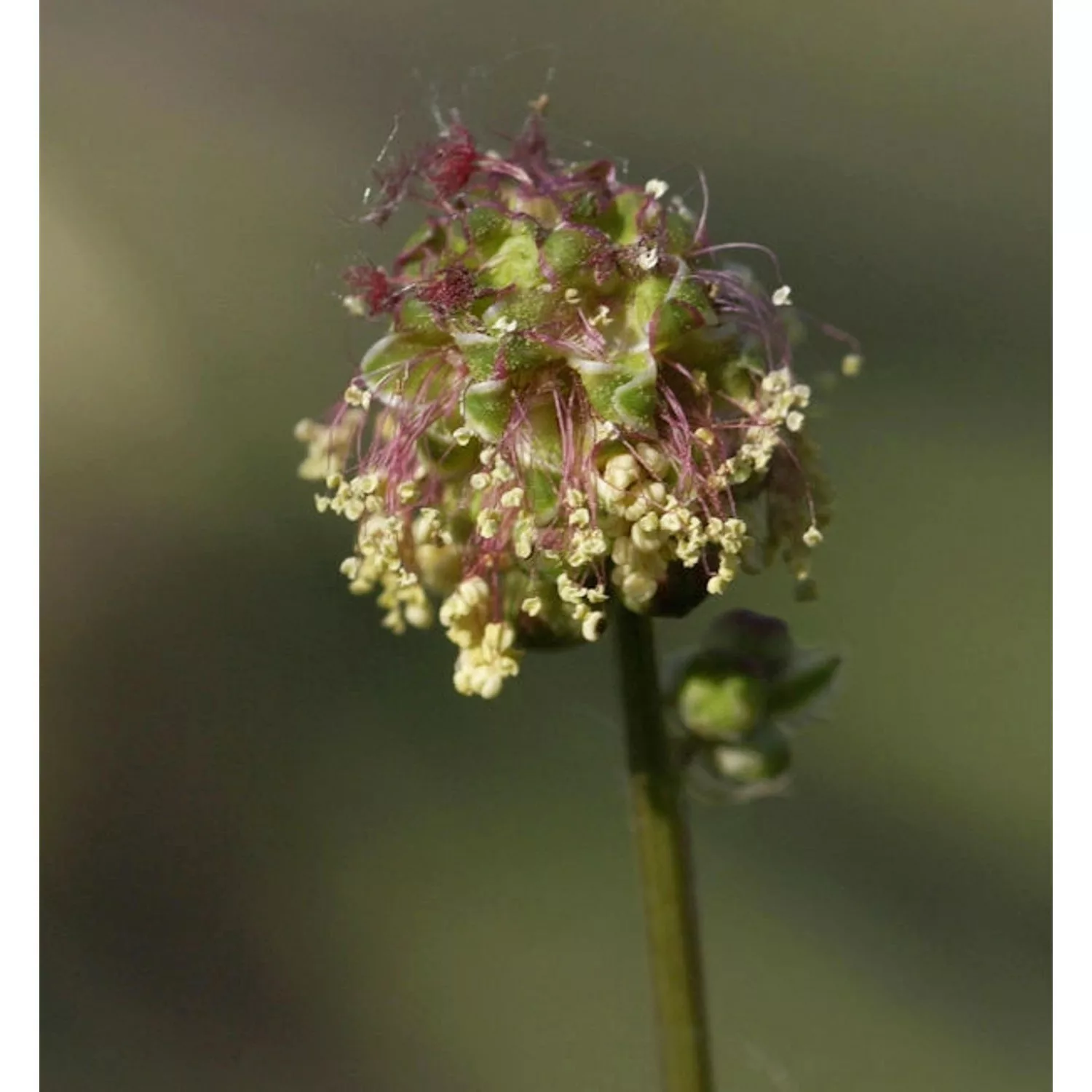 Kleiner Wiesenknopf - Sanguisorba minor günstig online kaufen