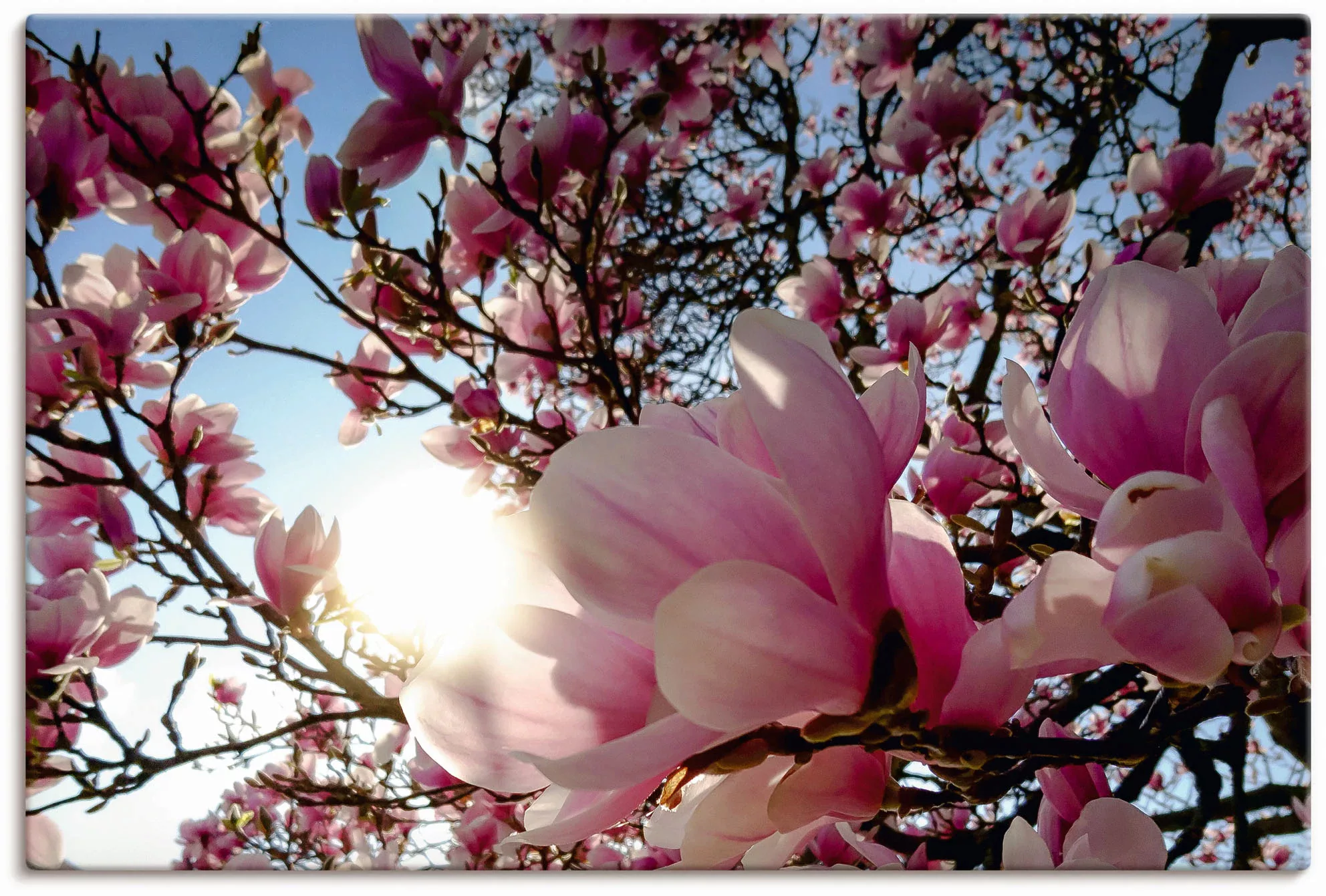 Artland Wandbild »Magnolienbaum im Sonnenschein«, Baumbilder, (1 St.), als günstig online kaufen
