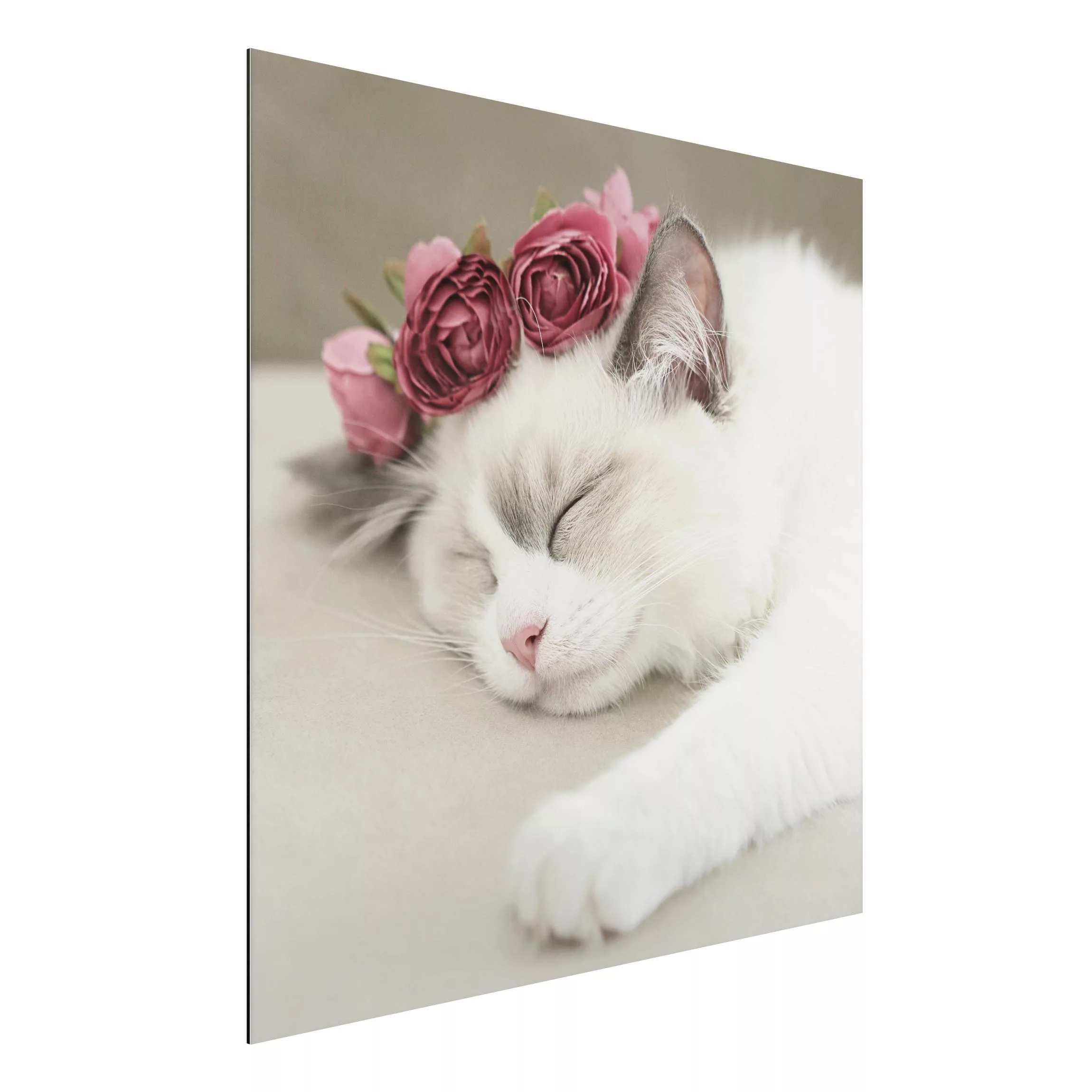 Alu-Dibond Bild Schlafende Katze mit Rosen günstig online kaufen