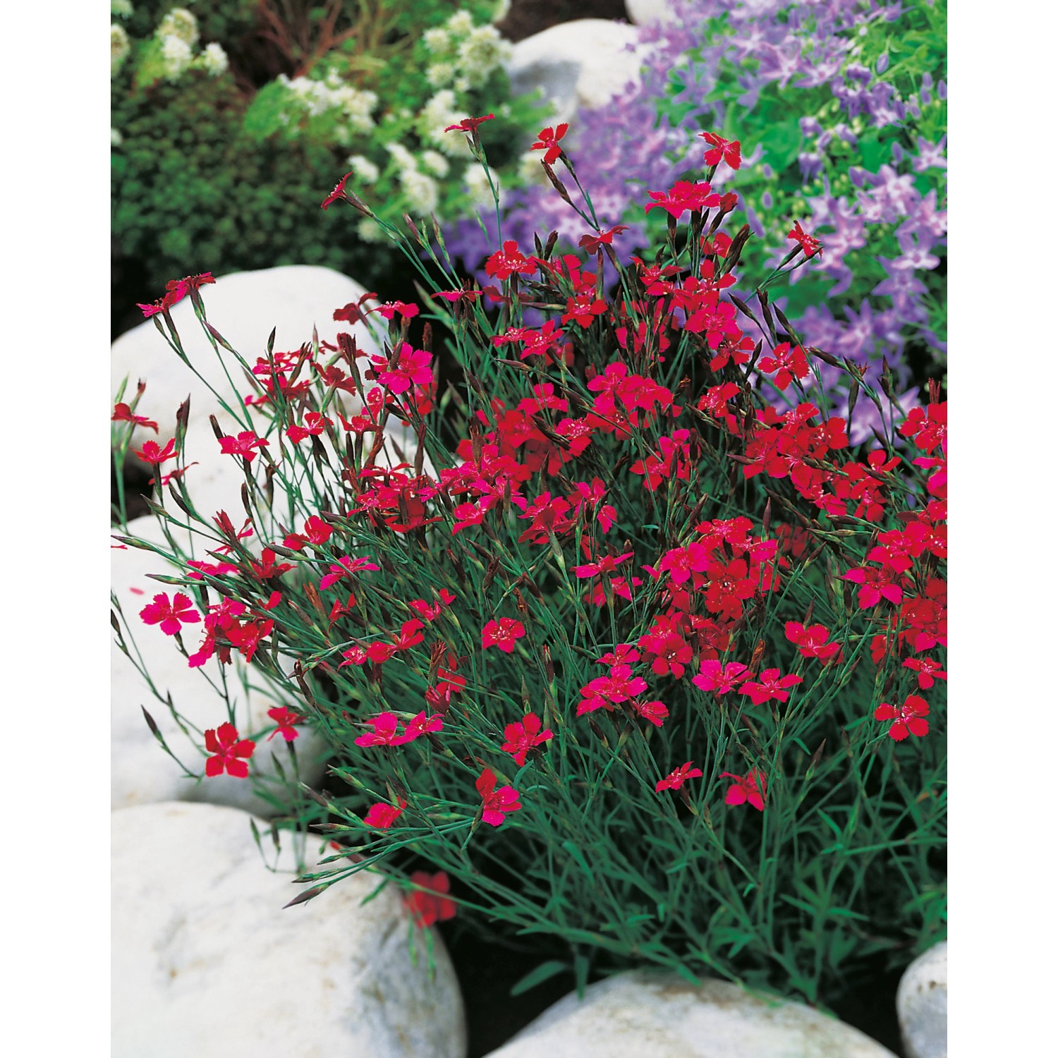 GROW by OBI Garten-Heidenelke Leuchtfunk Rot Topf-Ø ca. 9 cm x 9 cm Dianthu günstig online kaufen