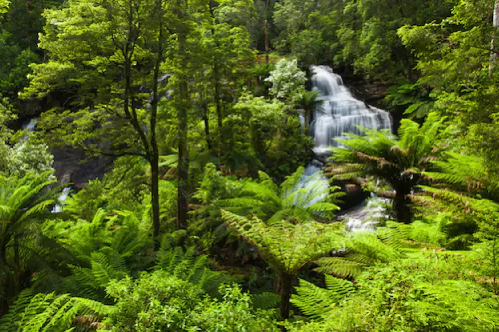 Papermoon Fototapete »Regenwald« günstig online kaufen