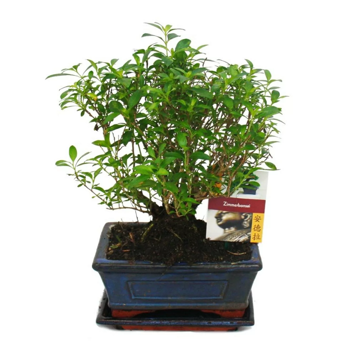 Exotenherz Bonsai Serissa Junischnee Kugeform ca. 6 Jahre günstig online kaufen