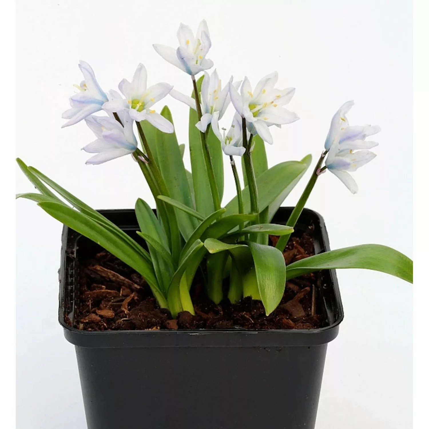 Persischer Blaustern - Scilla mischtschenkoana günstig online kaufen