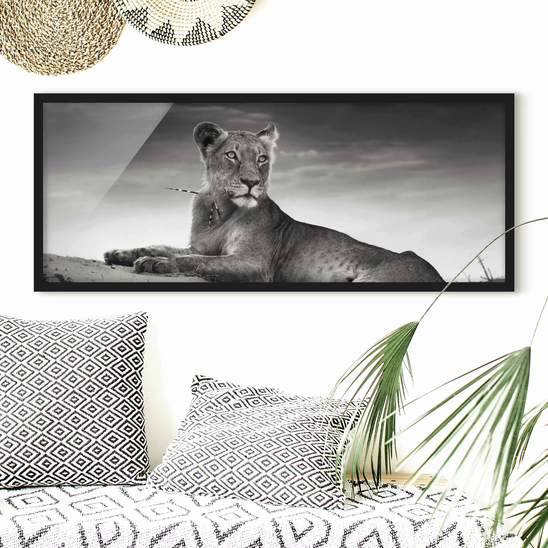 Bild mit Rahmen Schwarz-Weiß - Panorama Resting Lion günstig online kaufen