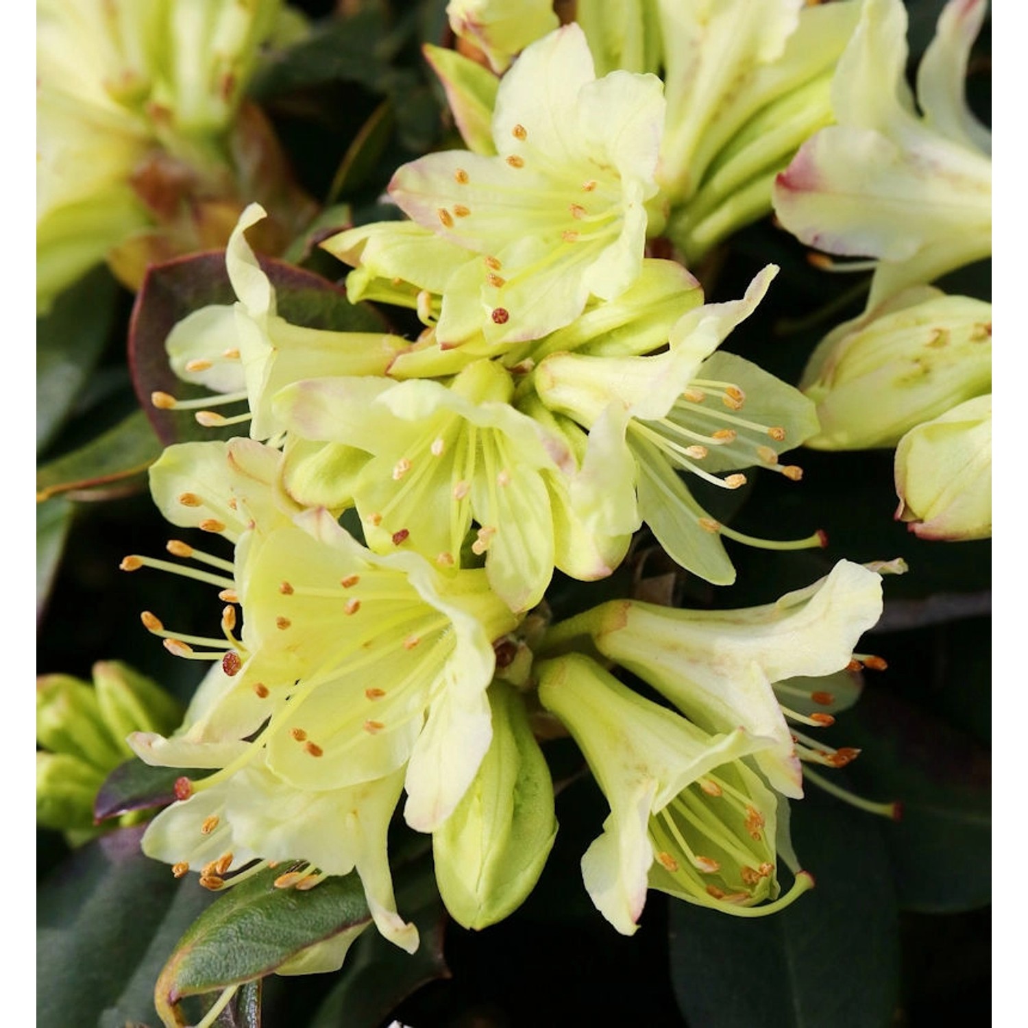 Zwerg Rhododendron Shamrock 20-25cm - Zwerg Alpenrose günstig online kaufen