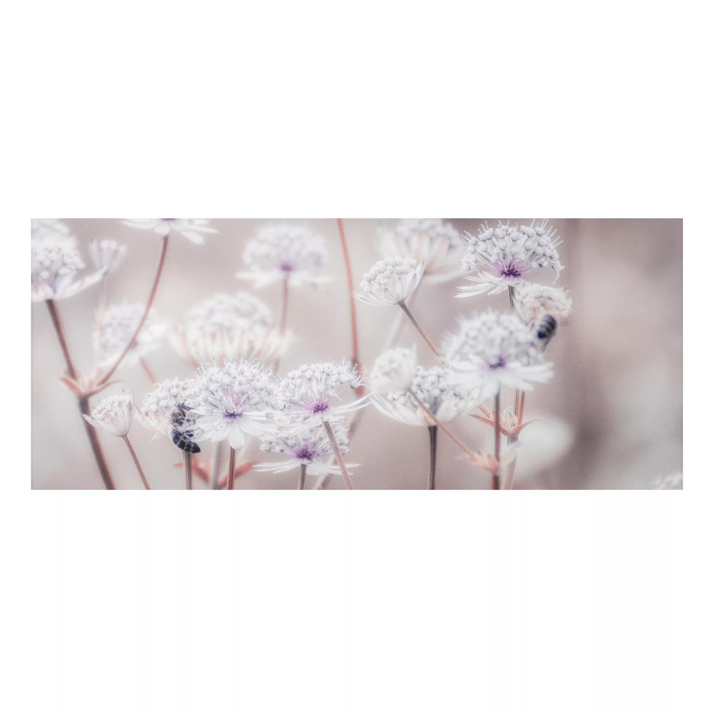 Alu-Dibond Bild Federleichte Wildblumen günstig online kaufen