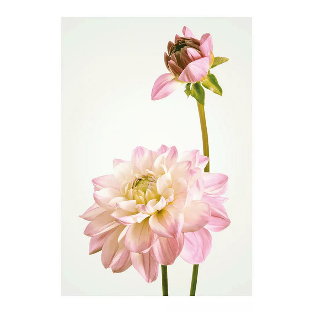Komar Wandbild Dahlia Blumen B/L: ca. 50x70 cm günstig online kaufen