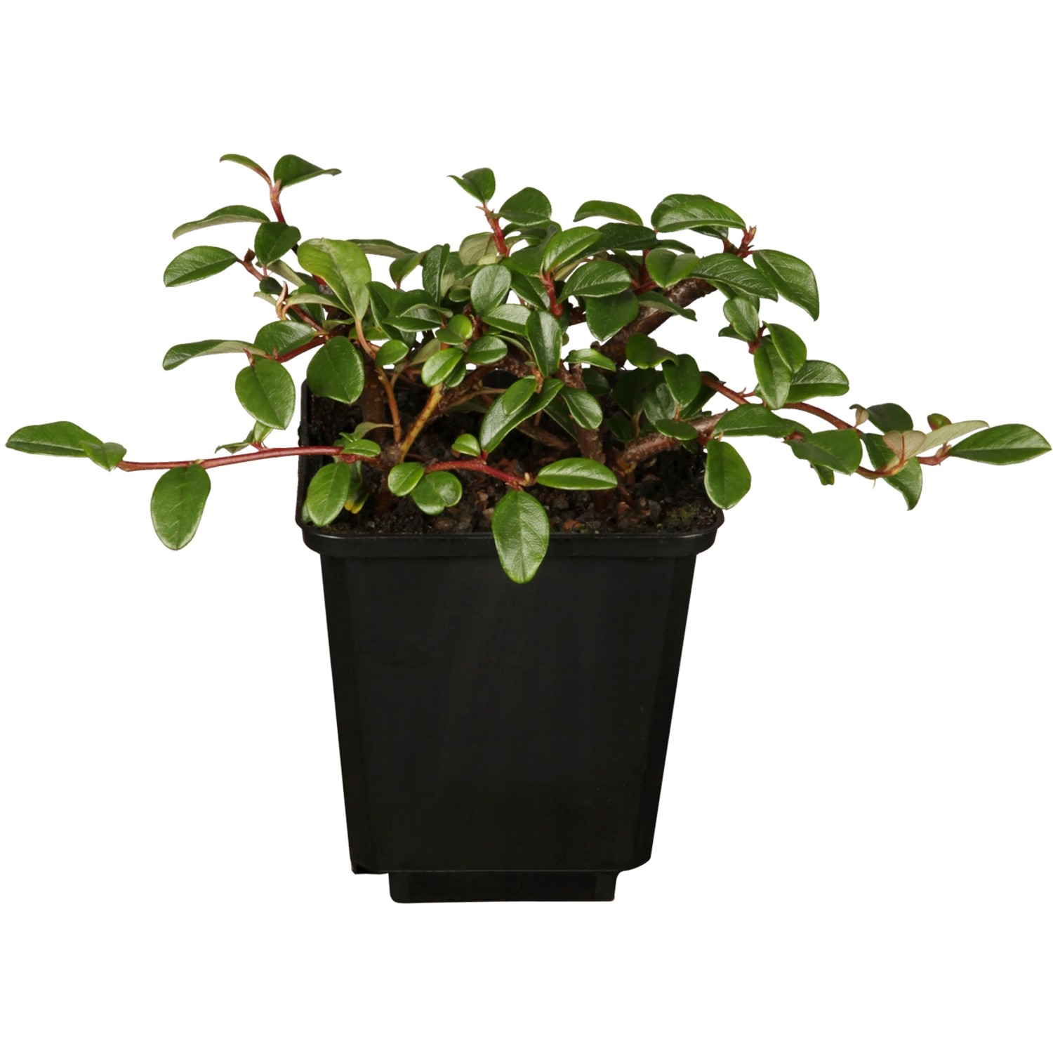 Teppichmispel Radicans Weiß Topf-Ø ca. 9 cm Cotoneaster dammeri günstig online kaufen