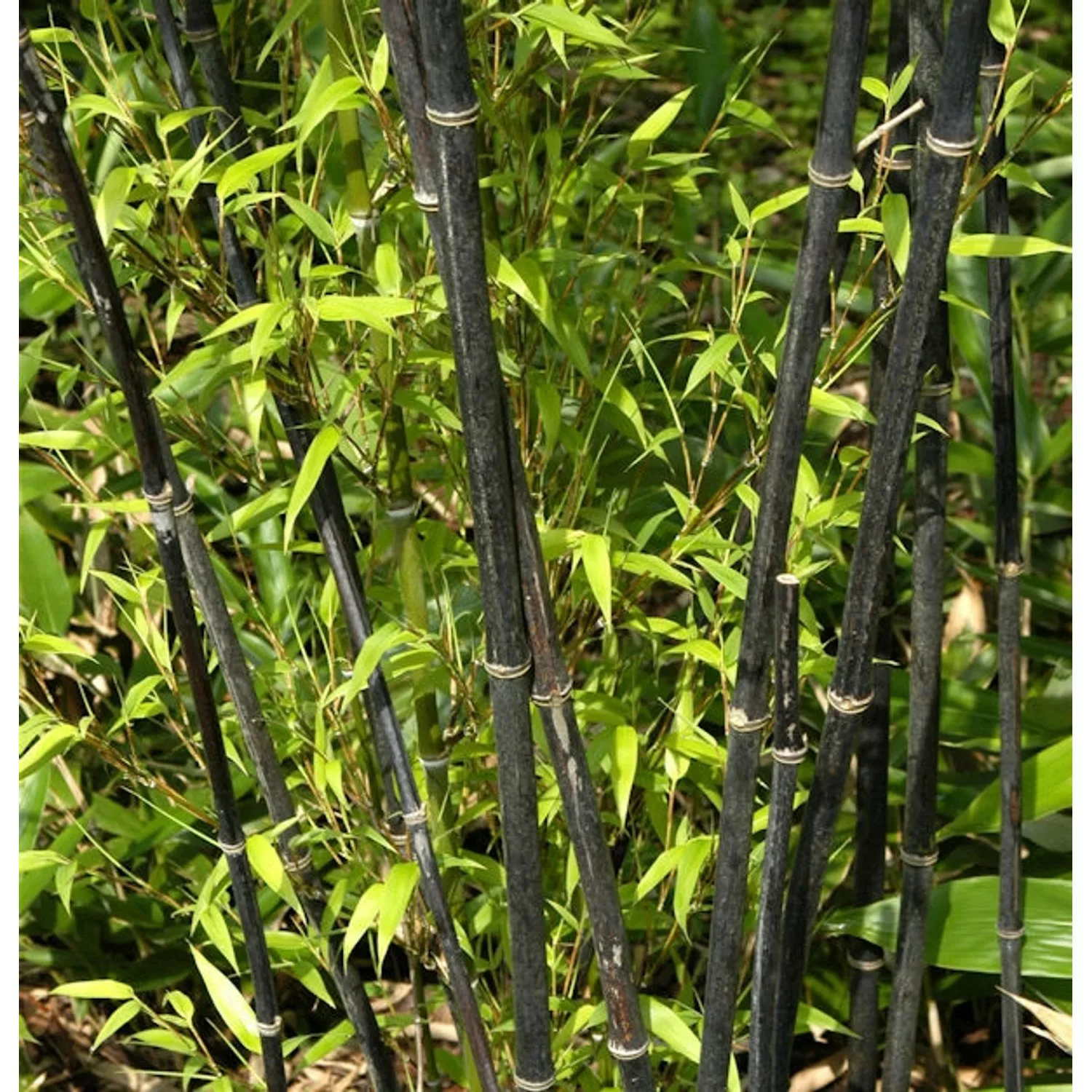 Schwarzrohrbambus 100-125cm - Phyllostachys nigra günstig online kaufen