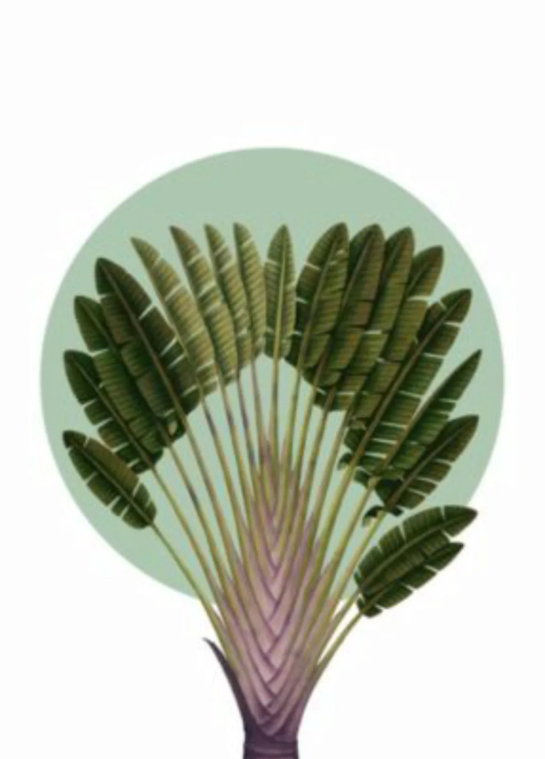 Komar Wandbild »Botanical Garden Pinnate Palm«, (1 St.), Deutsches Premium- günstig online kaufen