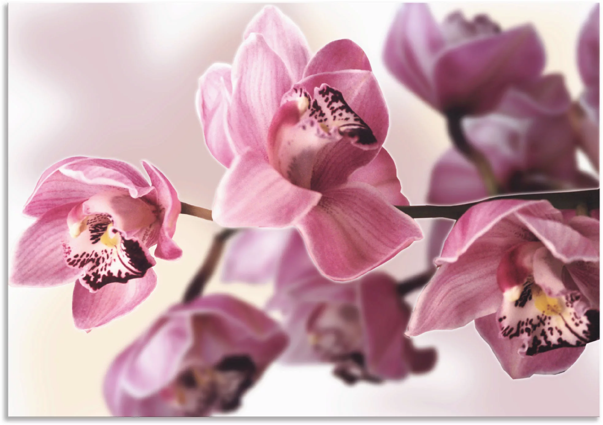 Artland Wandbild »Rosa Orchidee«, Blumenbilder, (1 St.), als Alubild, Outdo günstig online kaufen