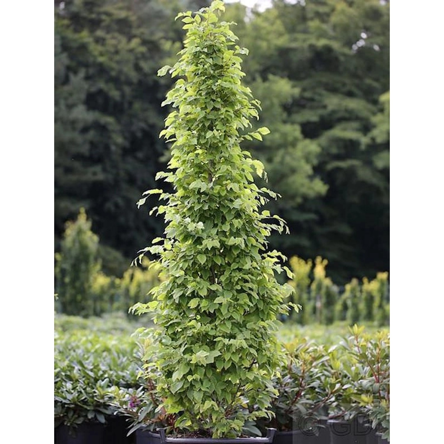 Säulen Hainbuche Monument 60-80cm - Carpinus betulus günstig online kaufen