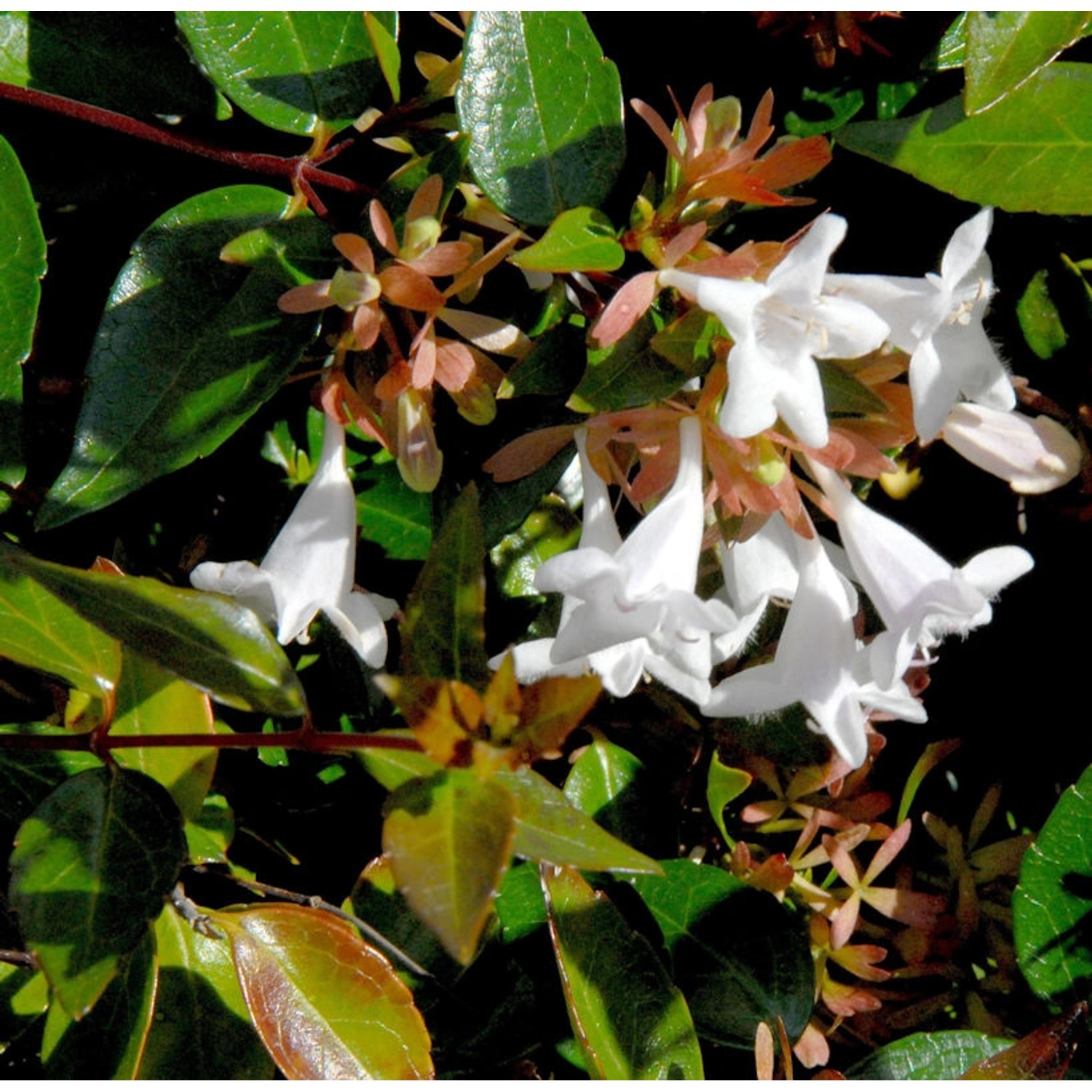 Großblumige Abelie 80-100cm - Abelia grandiflora günstig online kaufen